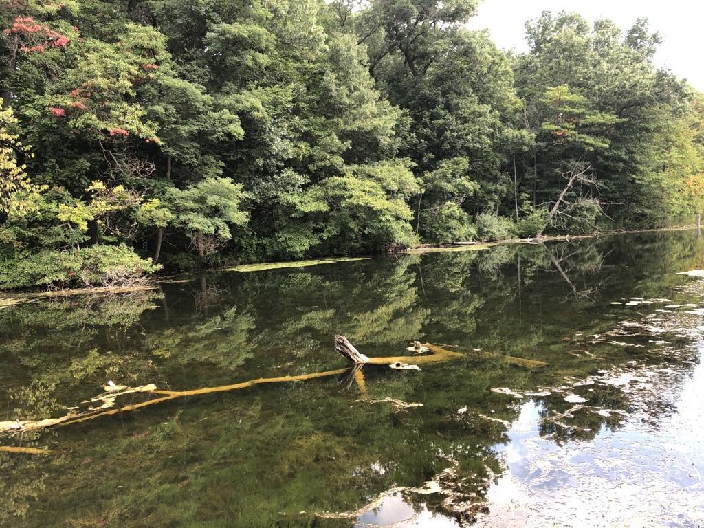 Calm water reflecting a dense green forest under diffused light.