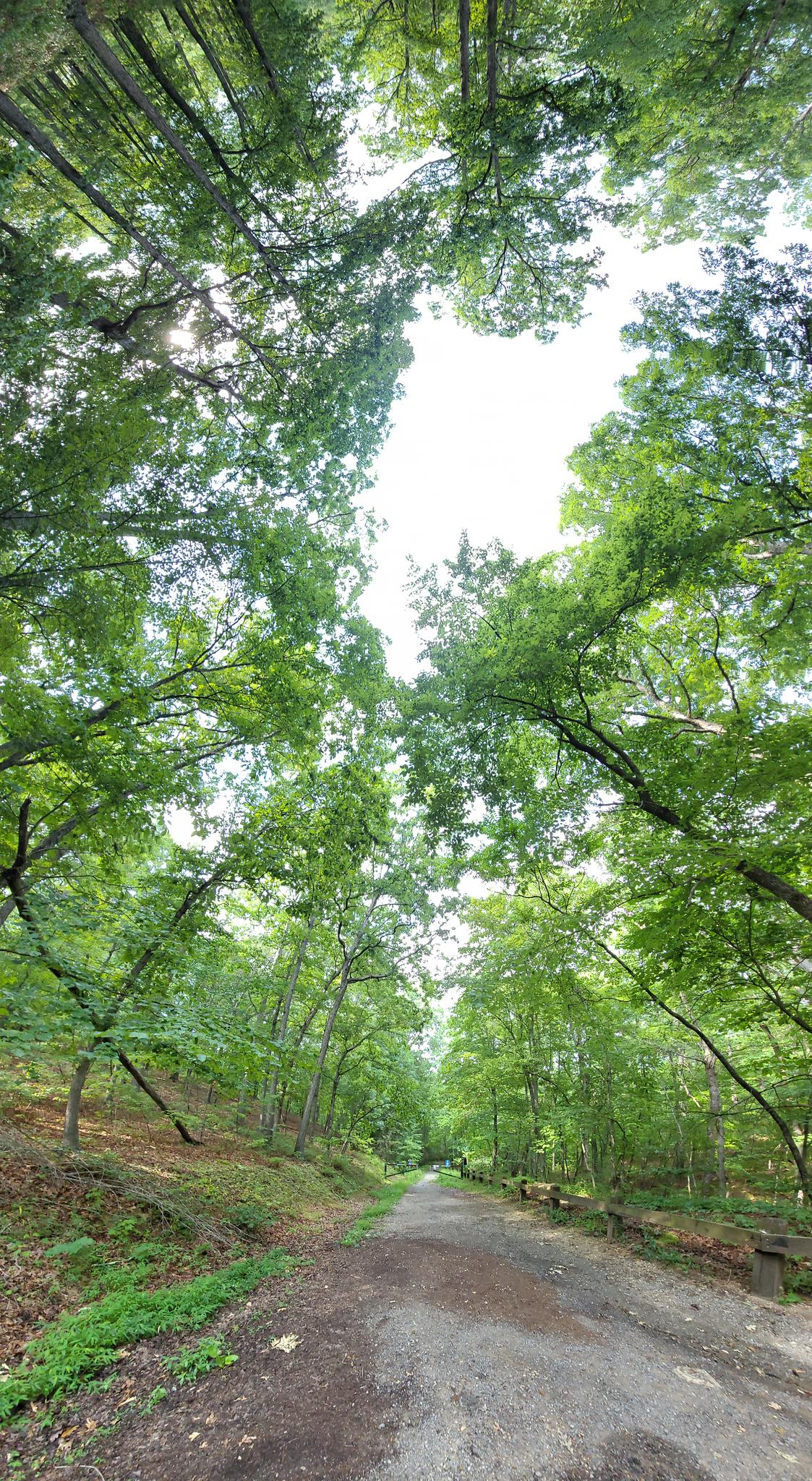 A dirt path winds through a dense green forest with bright overhead light.