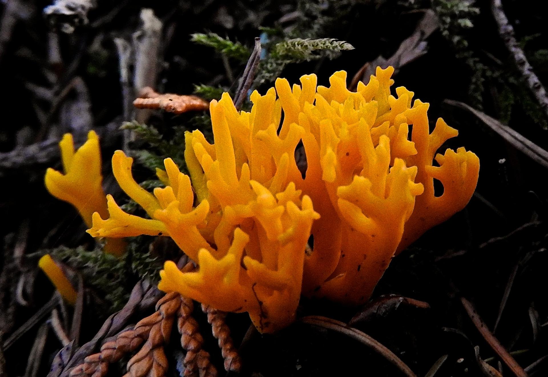 Close-up of vibrant yellow coral mushroom on dark forest ground.