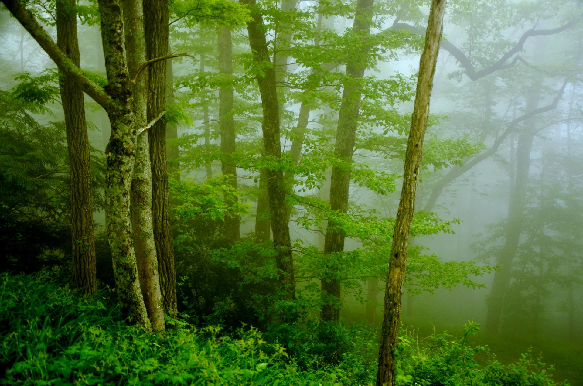 A misty, lush green forest with tall trees and dense undergrowth.
