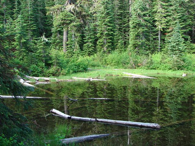A serene forest lake reflects dense evergreen trees under soft light.
