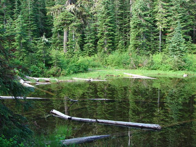 A serene forest lake reflects dense evergreen trees under soft light. - French Creek Trail #3349