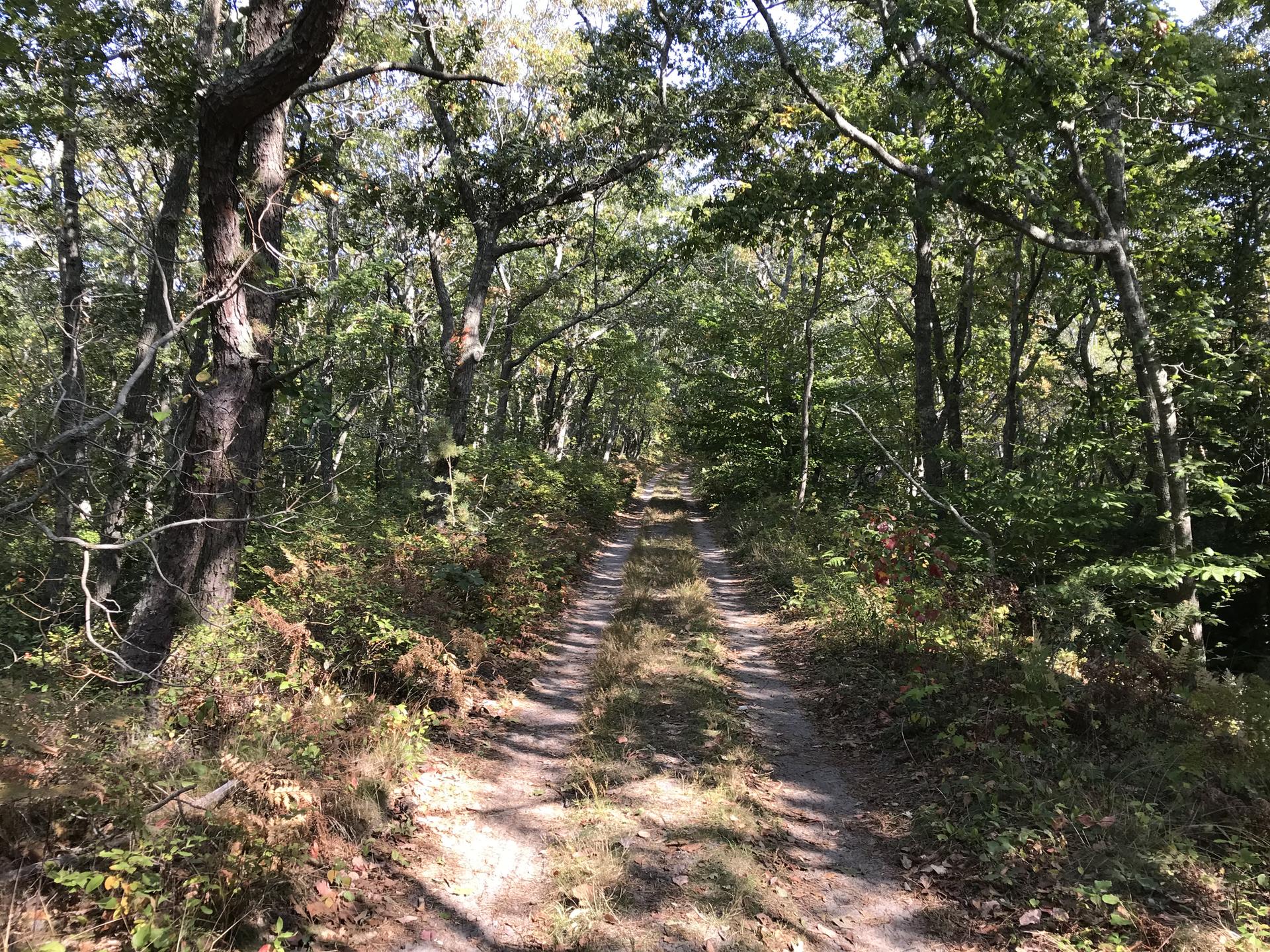 A sunlit dirt path winds through a dense green forest with dappled light.