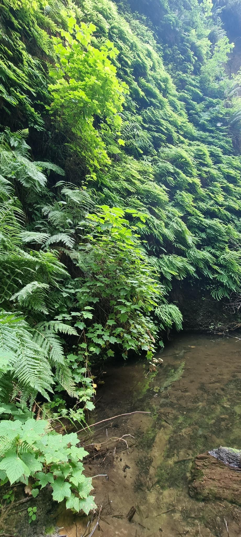 Lush green ferns and foliage cover a steep bank next to a stream.