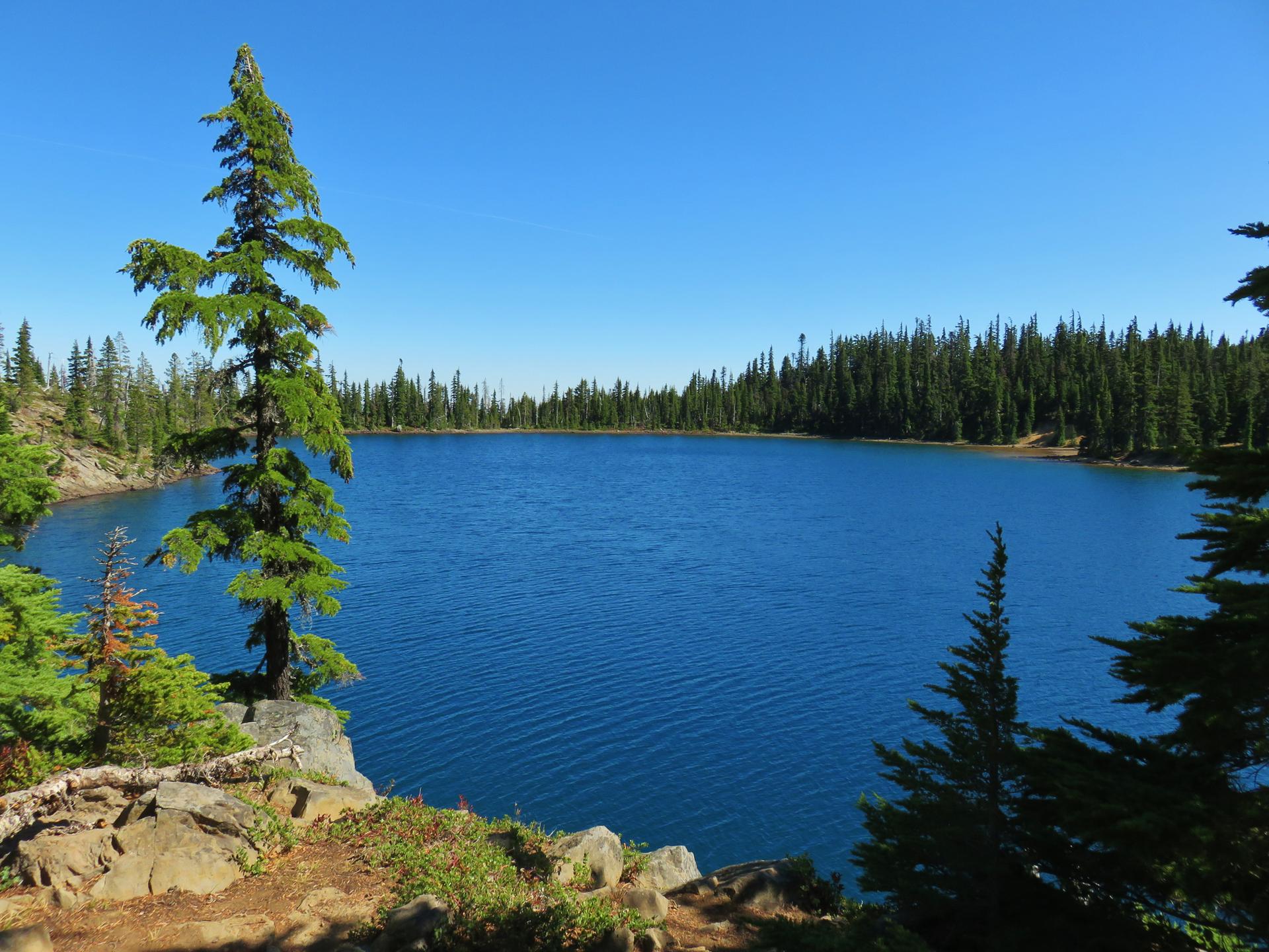 Expansive blue lake surrounded by evergreen trees and rocky shoreline under clear sky.