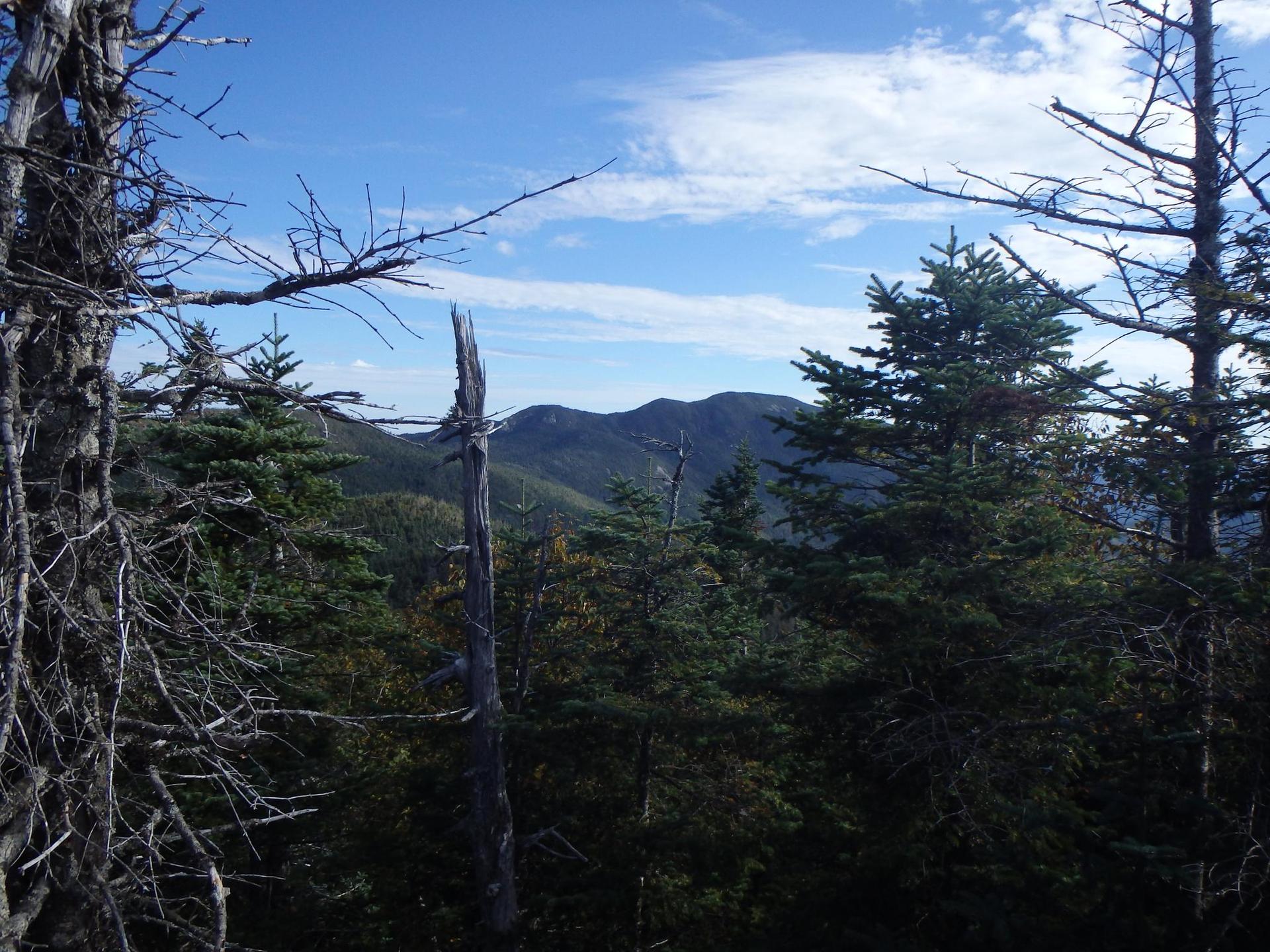 Distant forested mountains framed by dead trees under a bright blue sky.