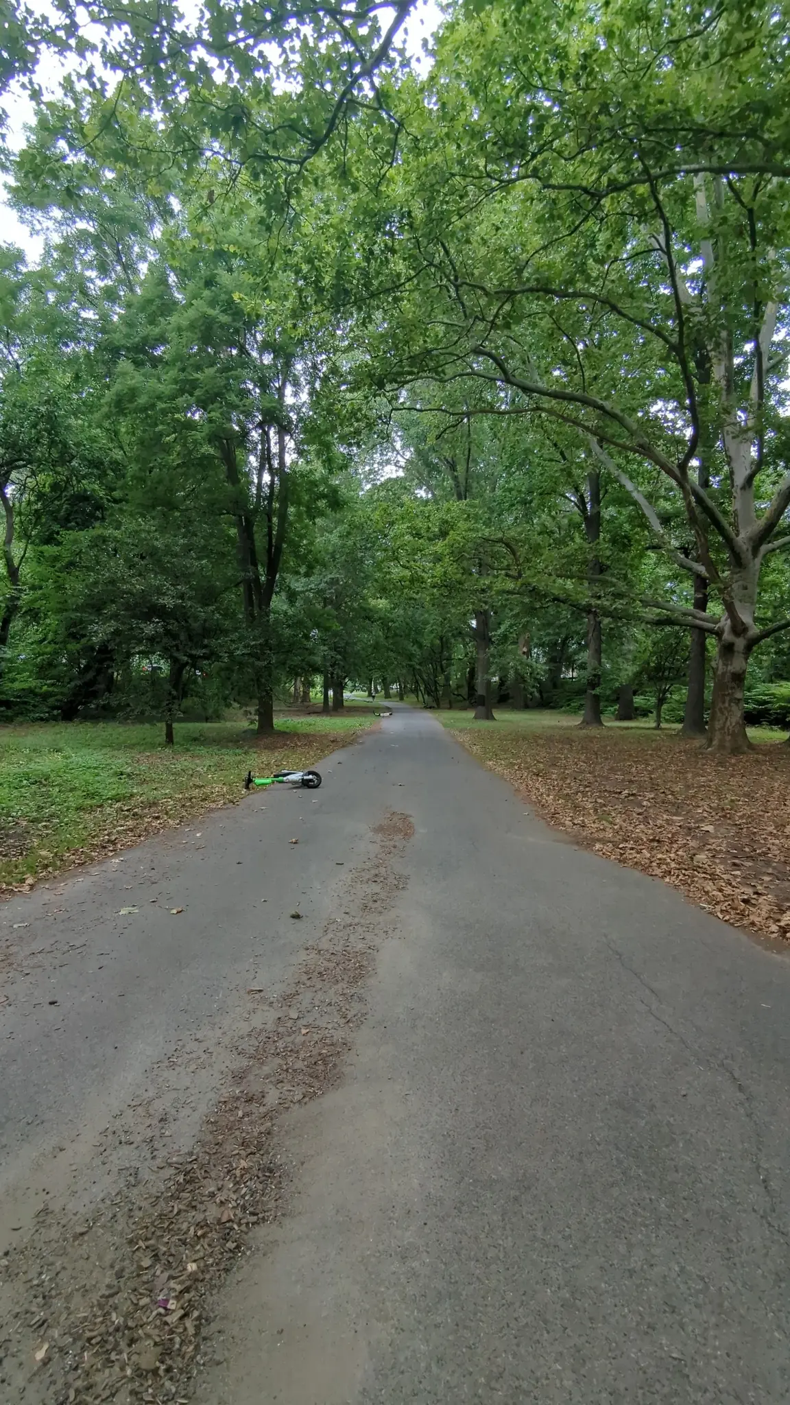 A green scooter lies on a paved path lined with tall green trees.
