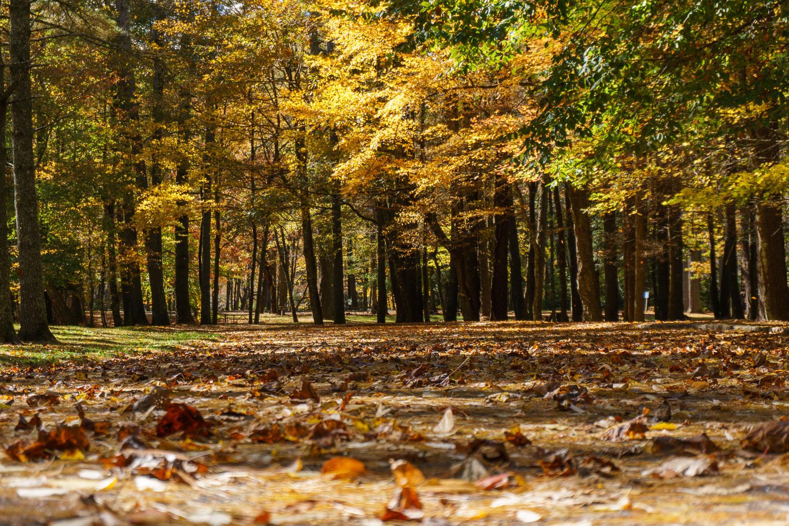 Sunny autumn forest with golden leaves on trees and ground.