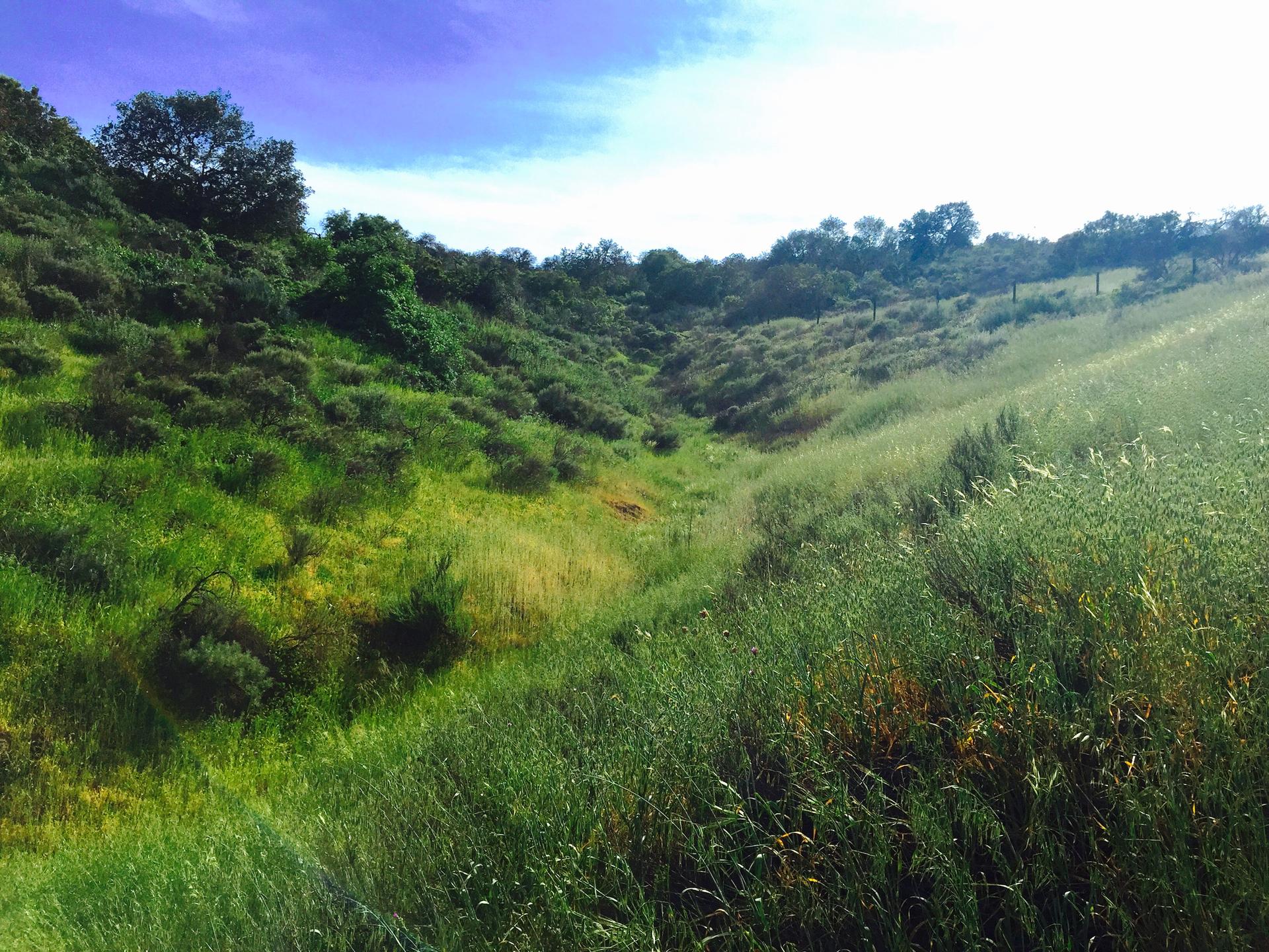 Lush green valley with tall grasses and trees under a vibrant blue sky.