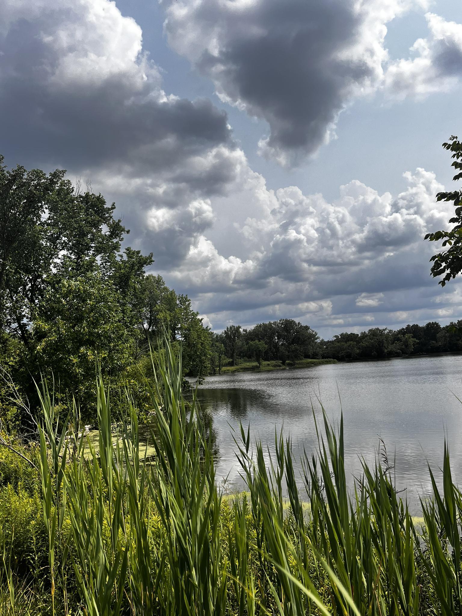 Tall green reeds frame a lake with dense trees under a dramatic cloudy sky.
