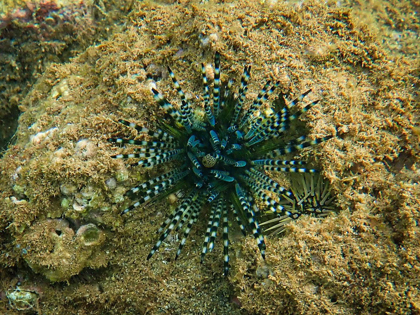 Close-up of a spiky, black and white sea urchin on a rocky seabed.