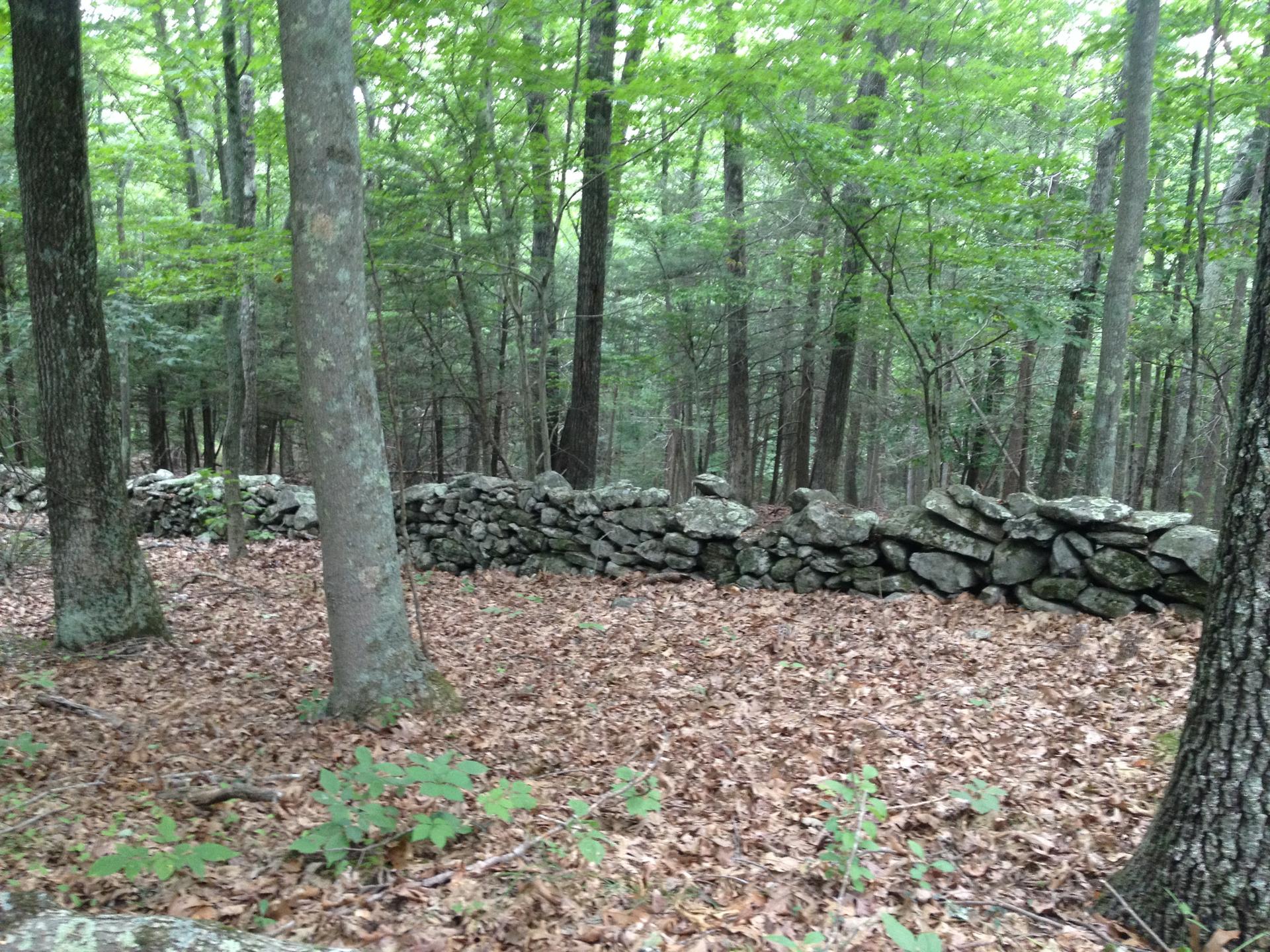 A stone wall winds through a forest with fallen leaves under diffused light.