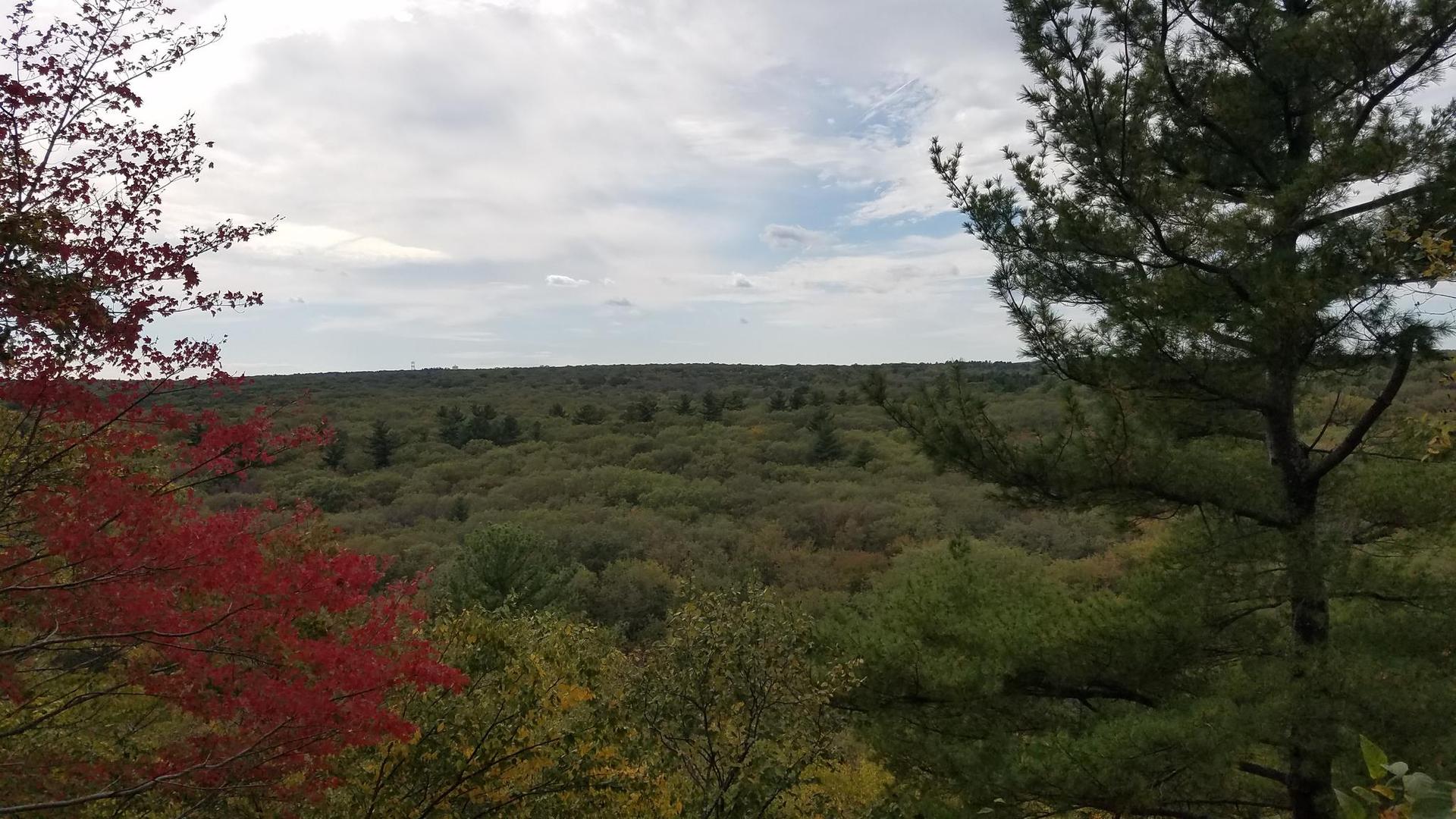 Overcast view of a dense forest canopy with hints of autumn colors.