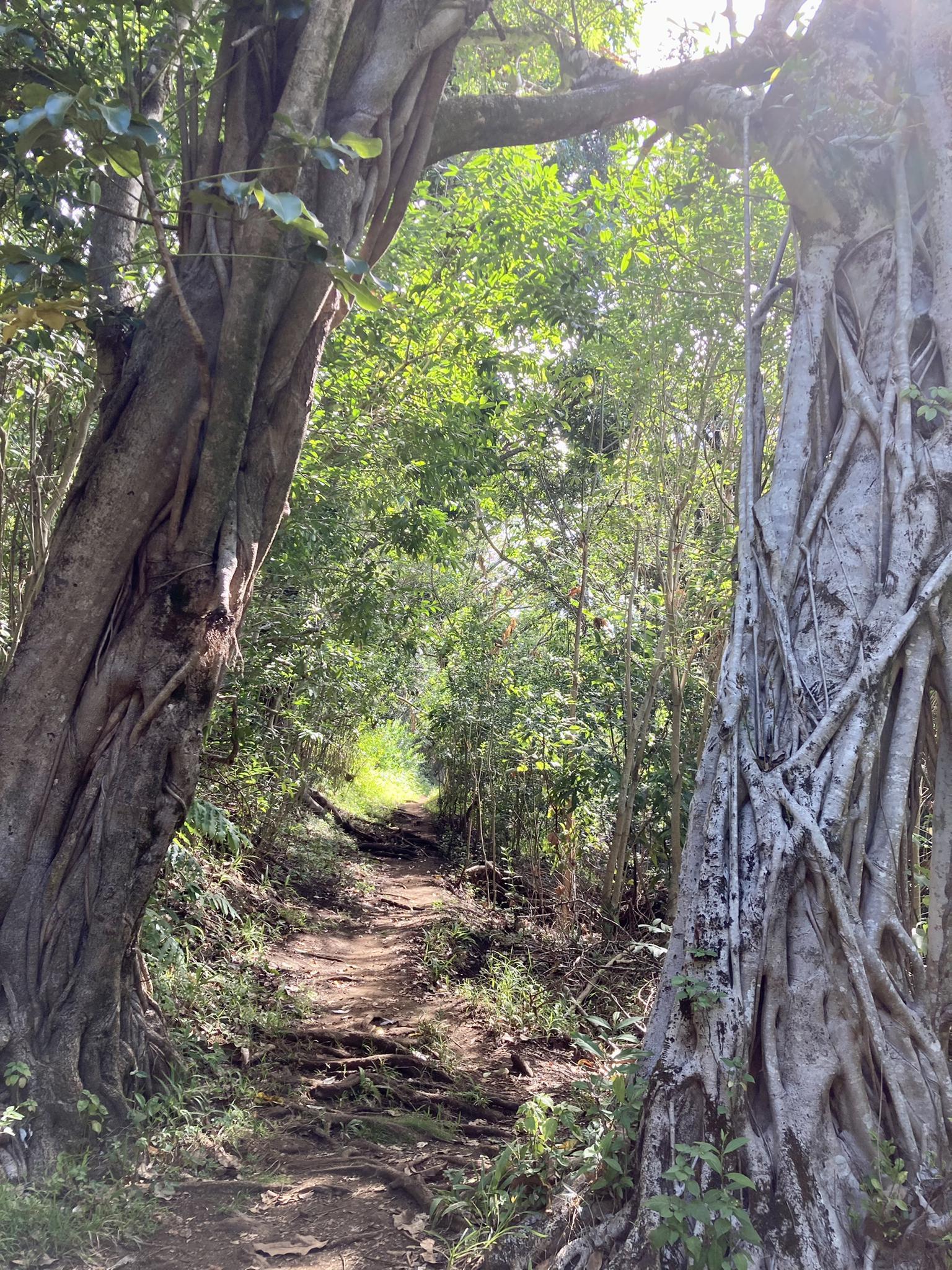 A sunlit dirt trail framed by two large trees with prominent roots.