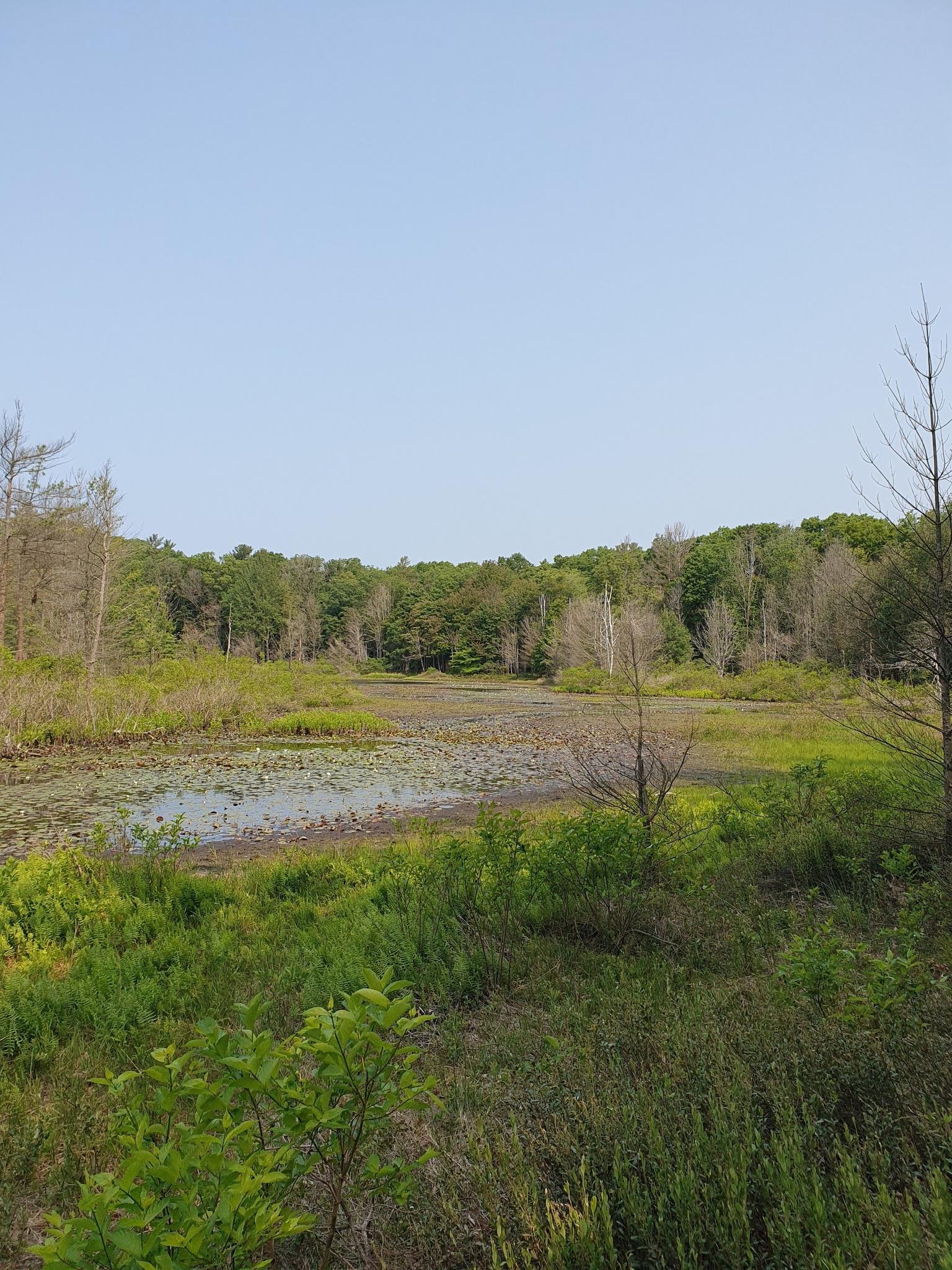 Expansive marshy wetland with lily pads and distant trees under a pale sky.