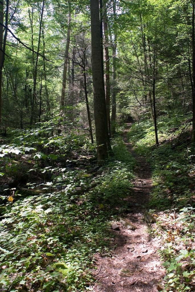 Dappled sunlight illuminates a narrow, winding trail through a dense green forest.