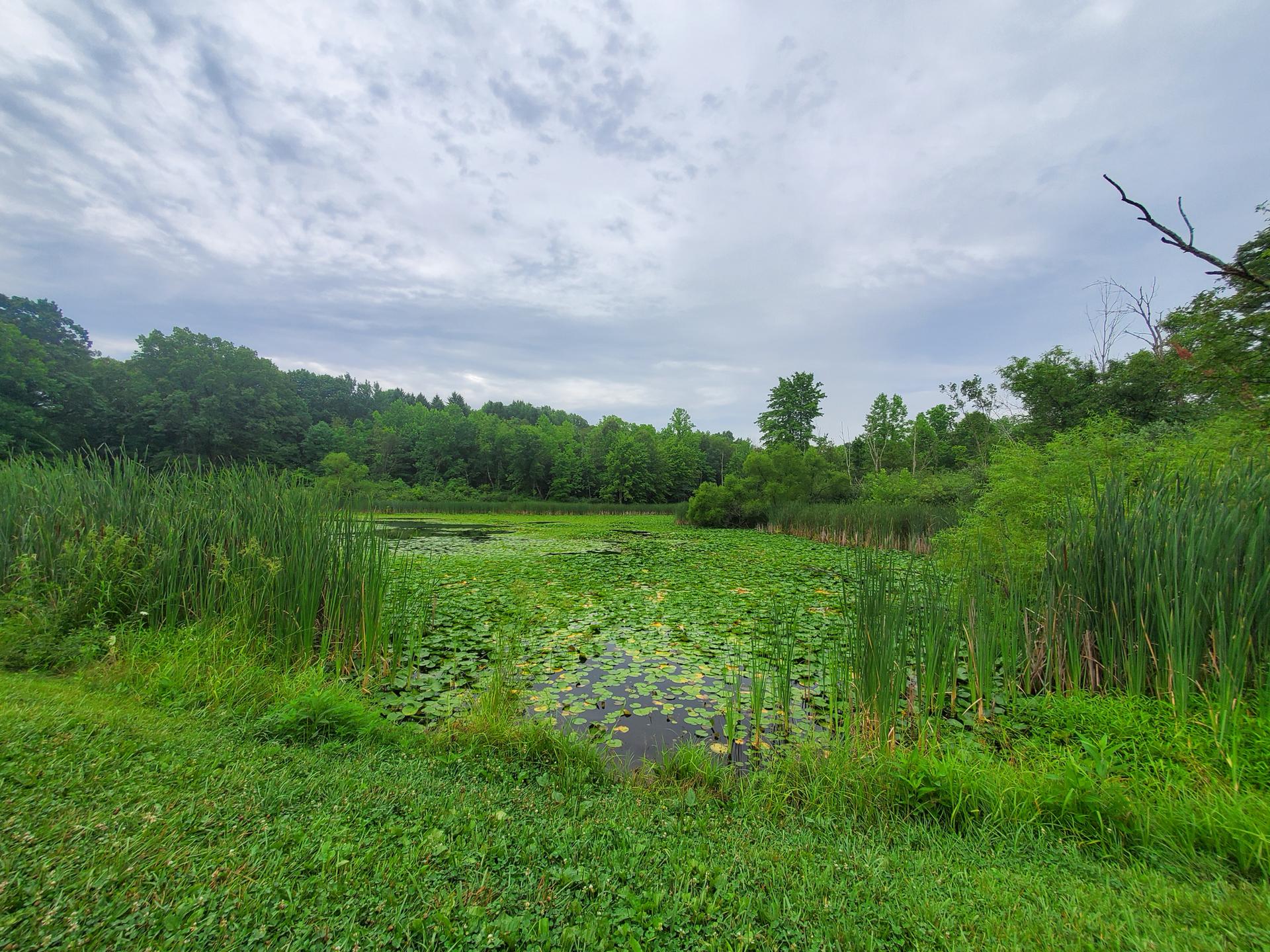Overcast view of a pond covered in lily pads, surrounded by tall green reeds.