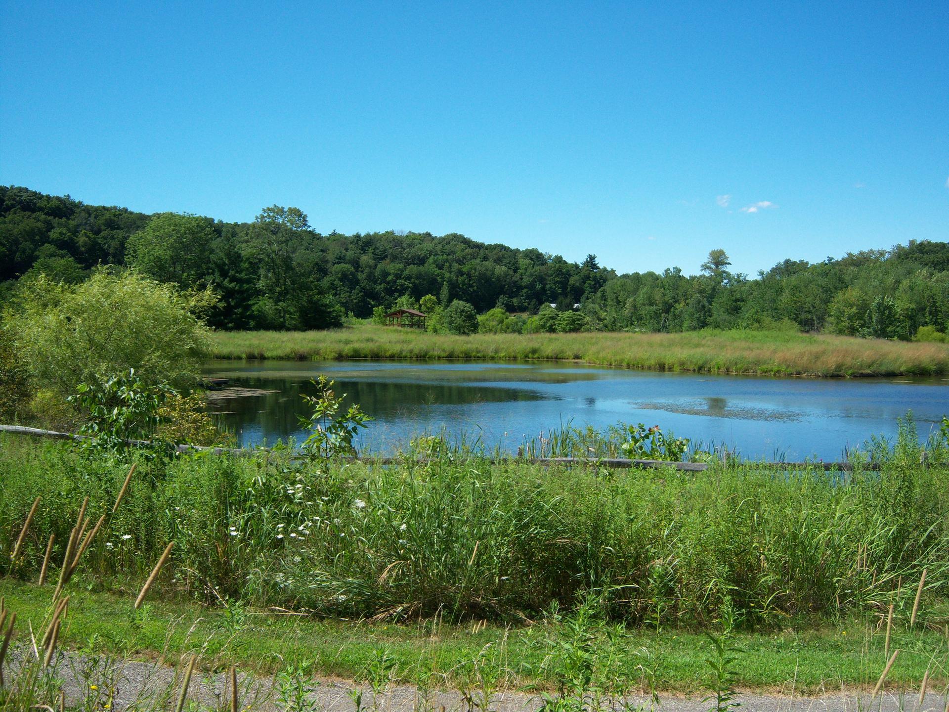 Serene pond surrounded by vibrant green grass and trees under a clear blue sky.