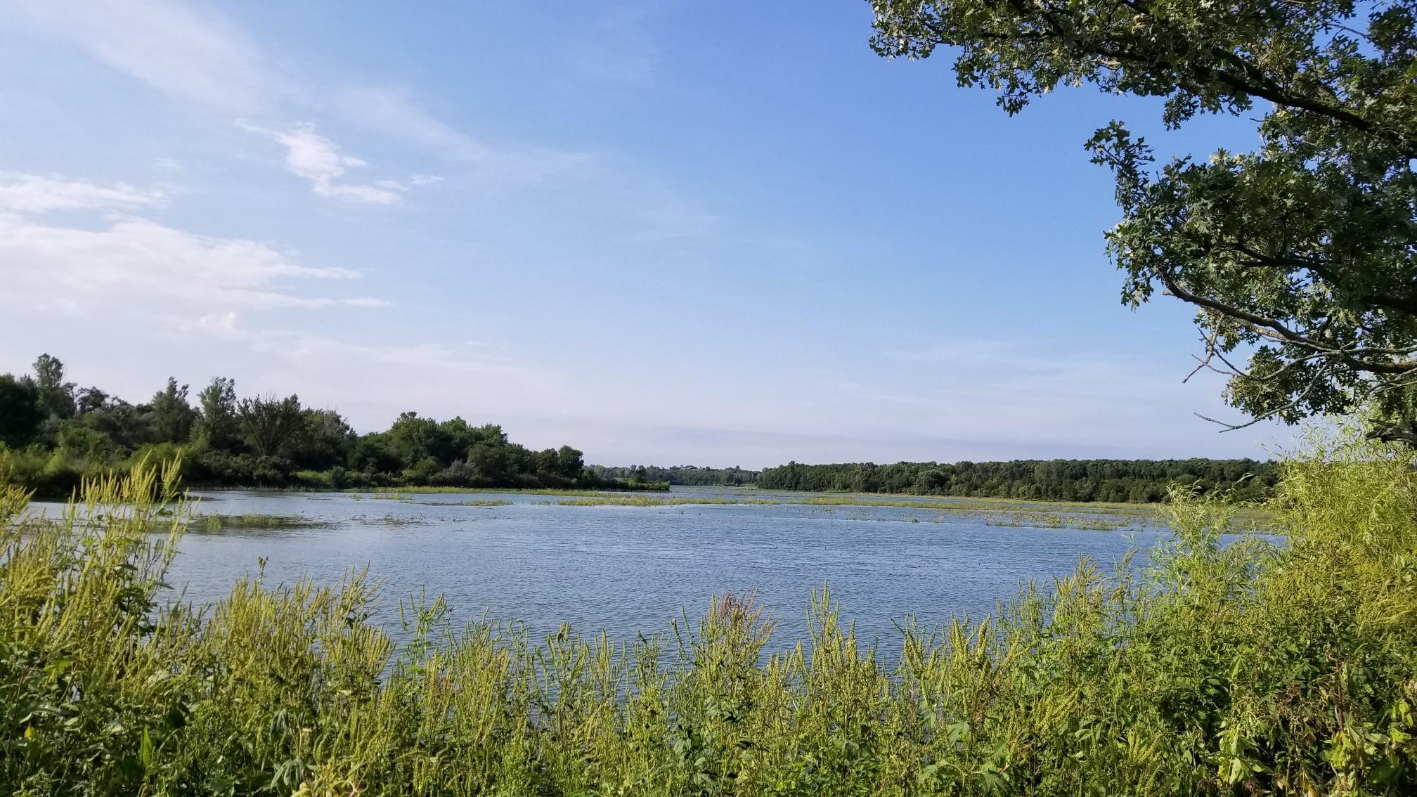 Calm lake surrounded by green trees and tall grass under a blue sky.