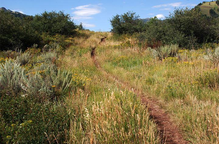 A narrow dirt path winds uphill through sunny, brushy grasslands under a blue sky.