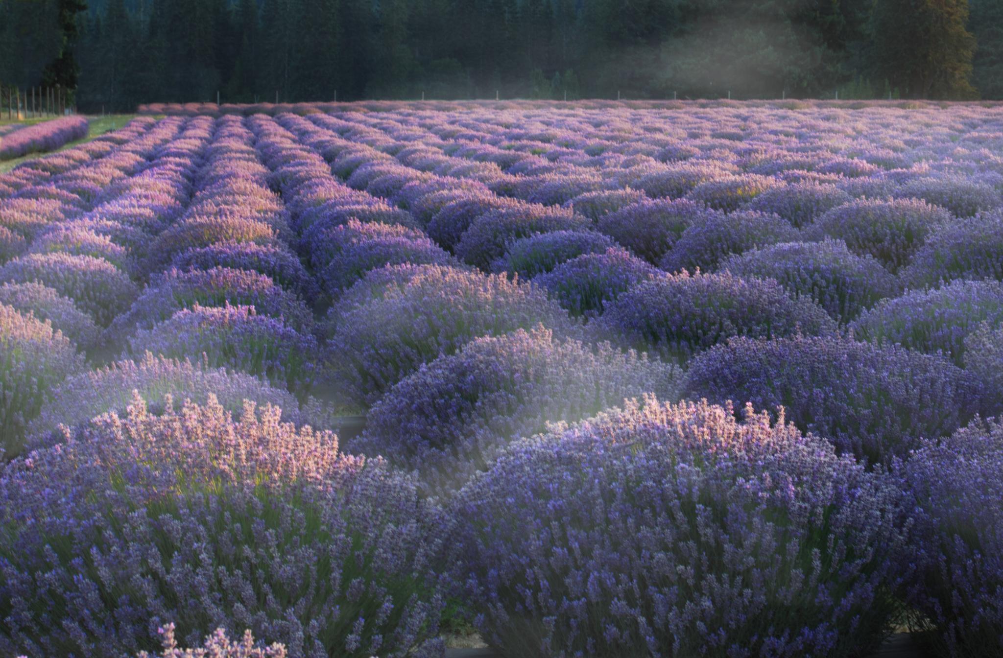 Rows of purple lavender plants under soft, diffused light.