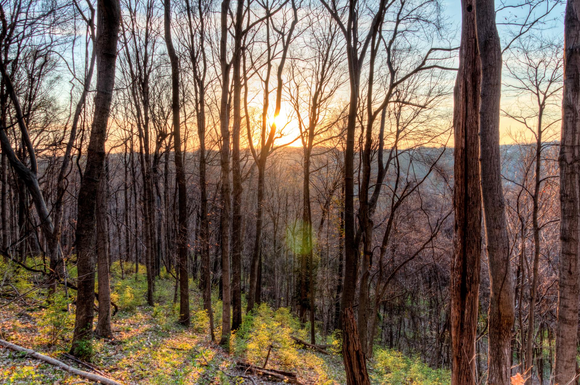 Sunset light filters through a dense forest of bare trees on a hillside.
