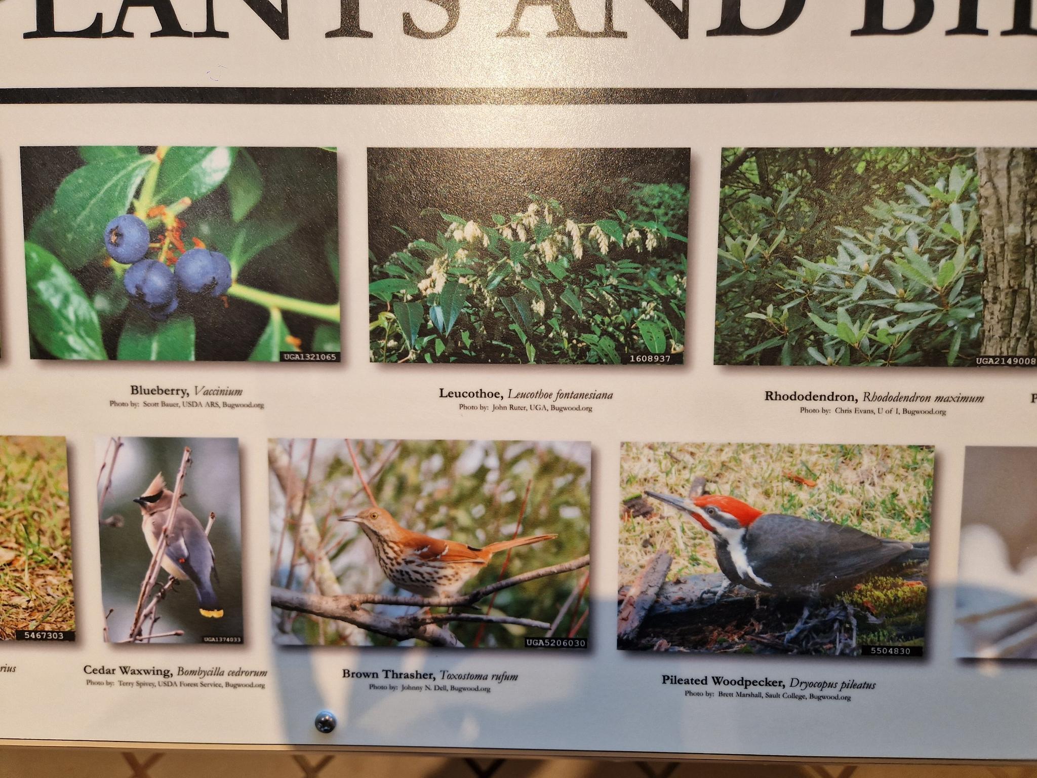 Informational sign displaying six photos of various plants and birds.