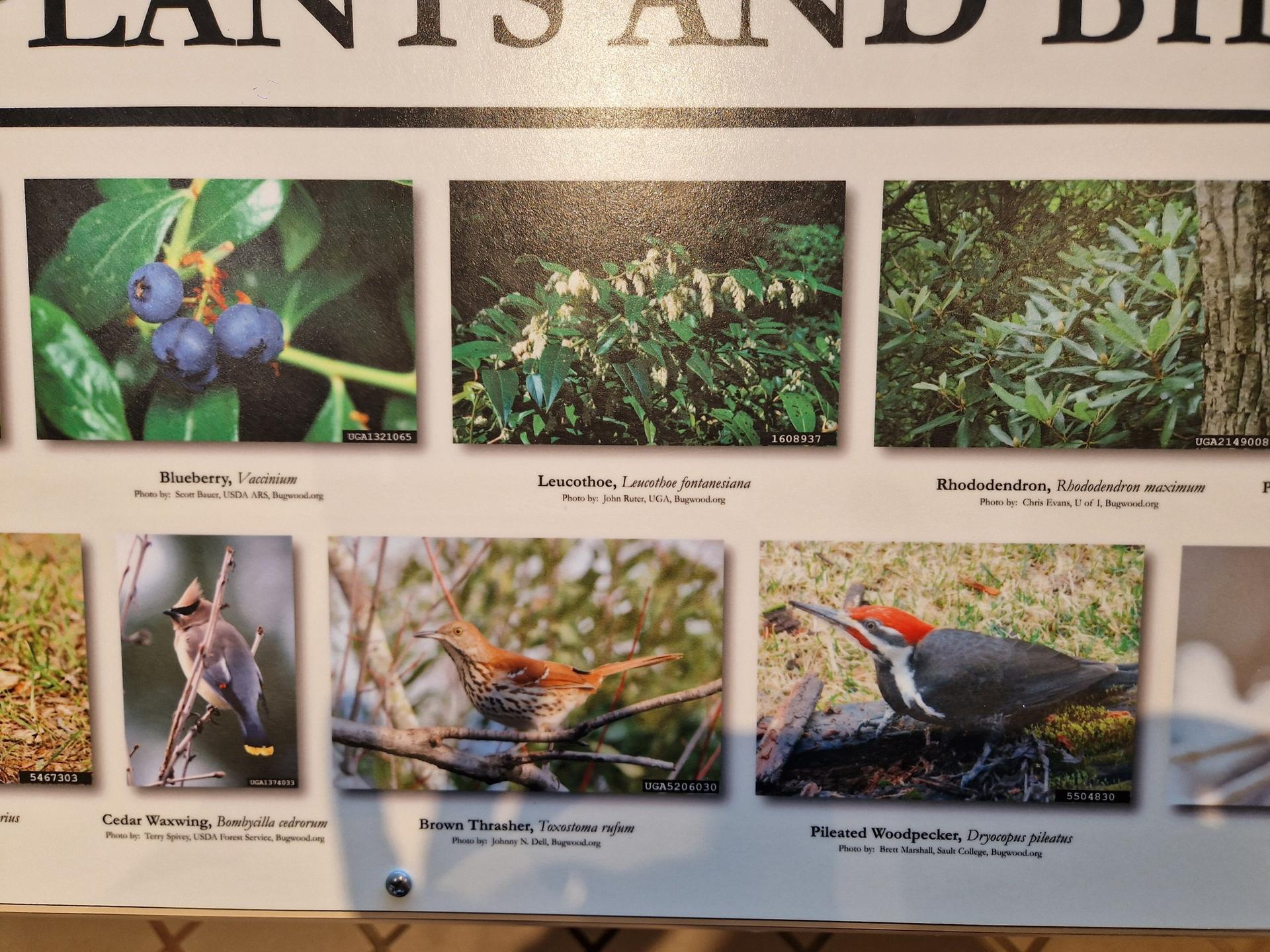 Informational sign displaying six photos of various plants and birds.