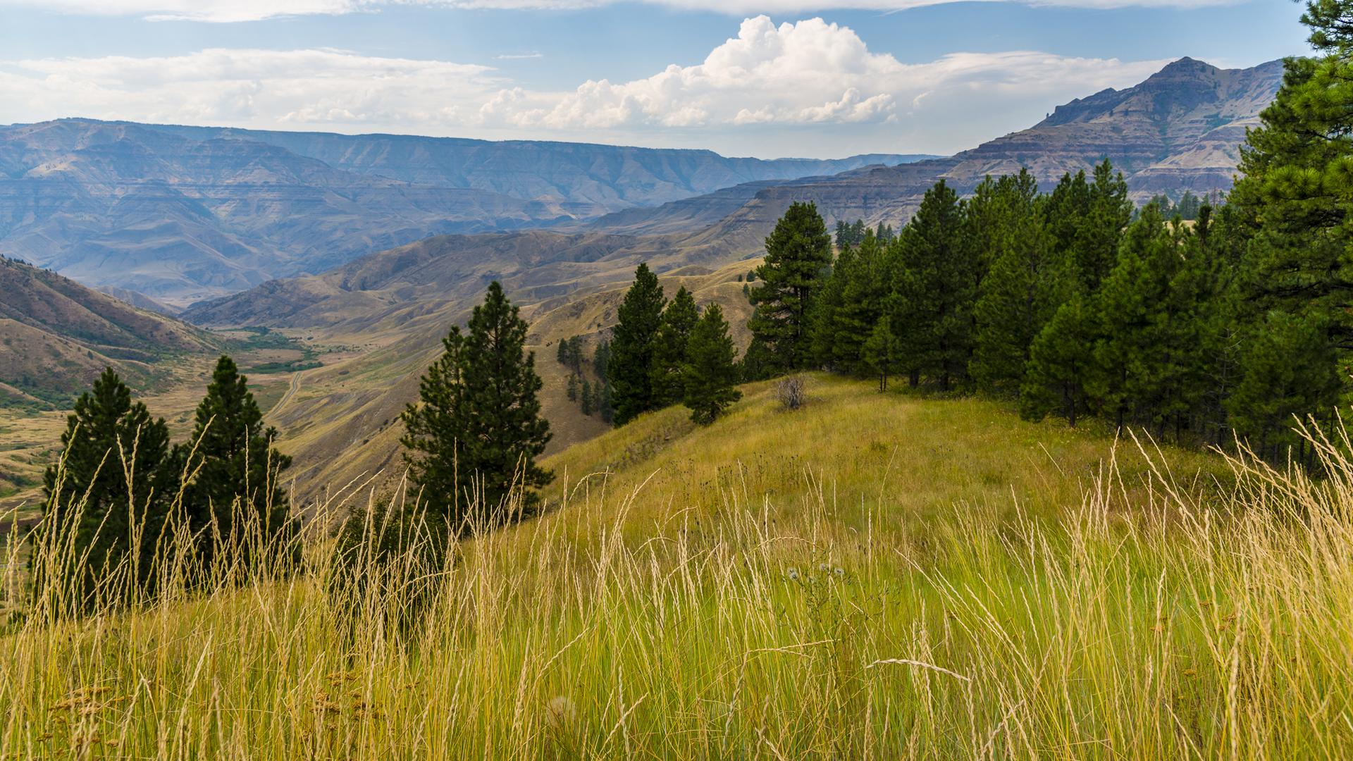 A sunny, grassy hill with pine trees overlooking a wide, rugged valley.