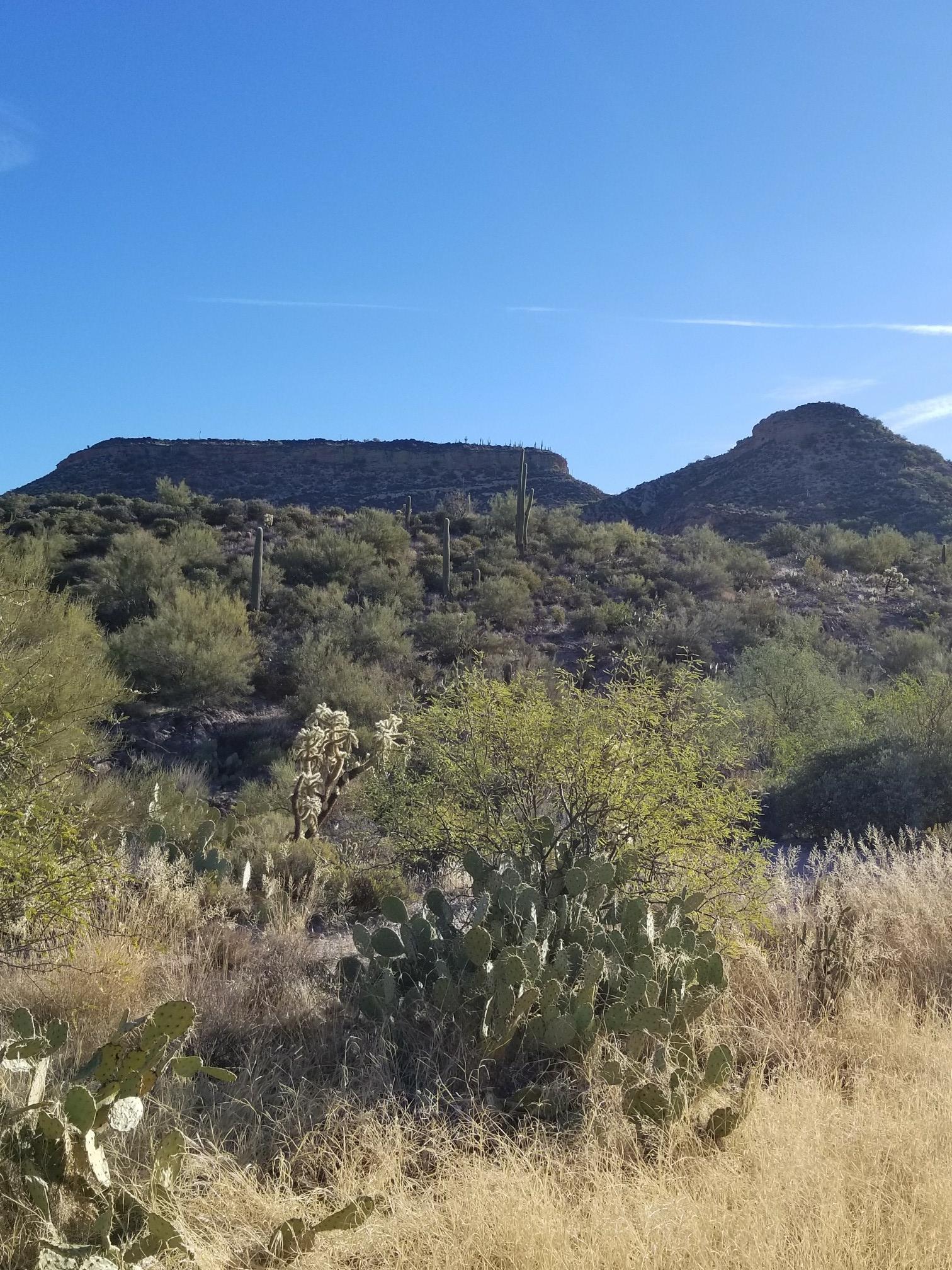 Desert landscape with cacti and scrub, leading to distant mountains.