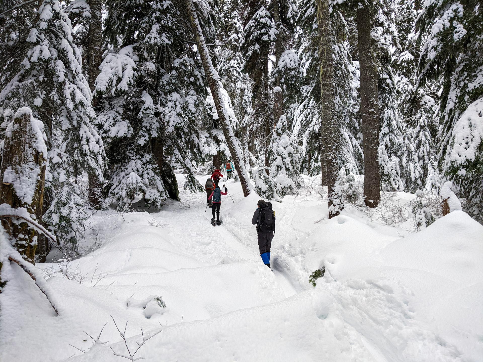 Two people hiking in deep snow through a snow-covered evergreen forest.