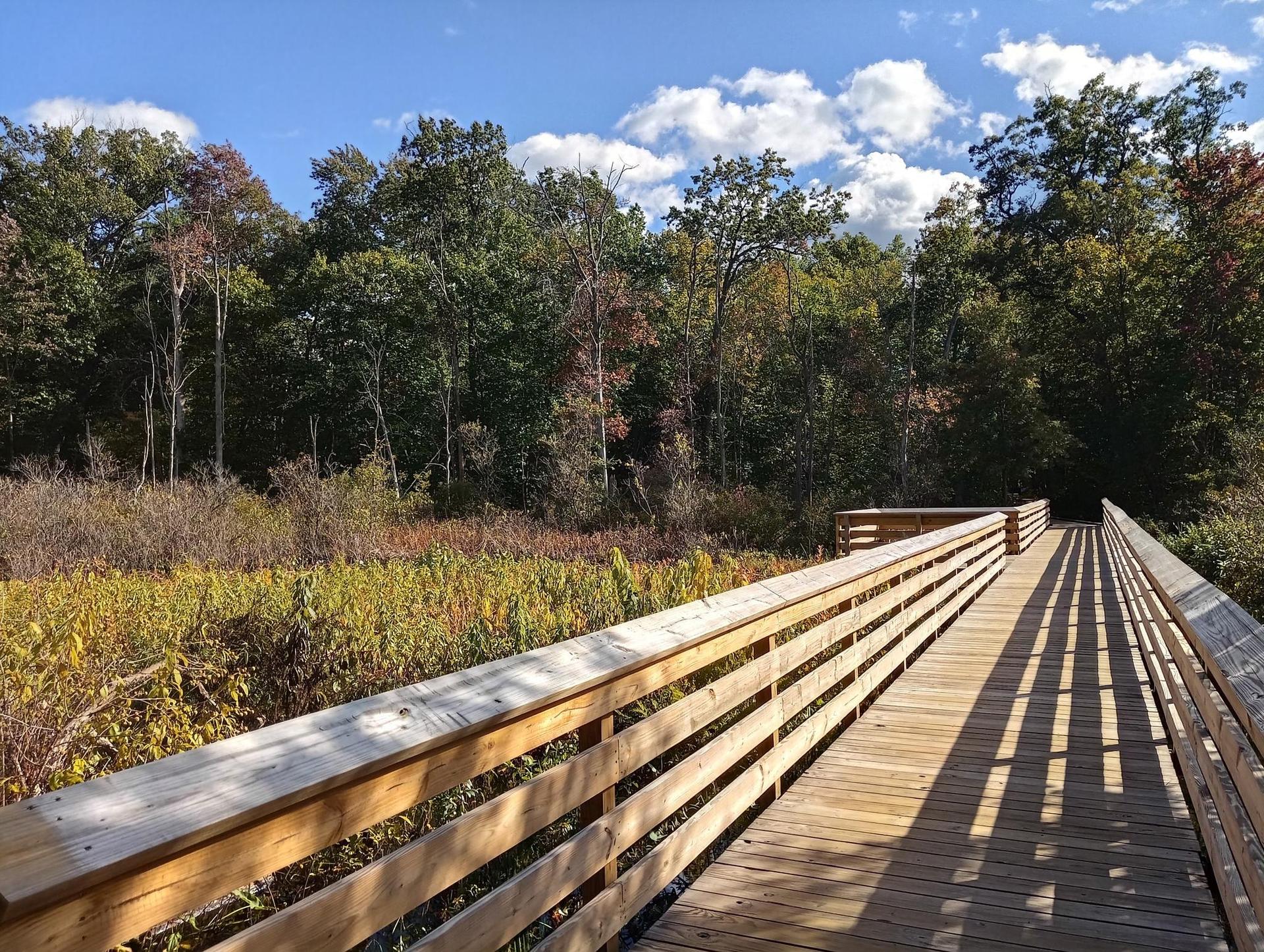 Sunny wooden boardwalk through a marsh with colorful autumn trees.