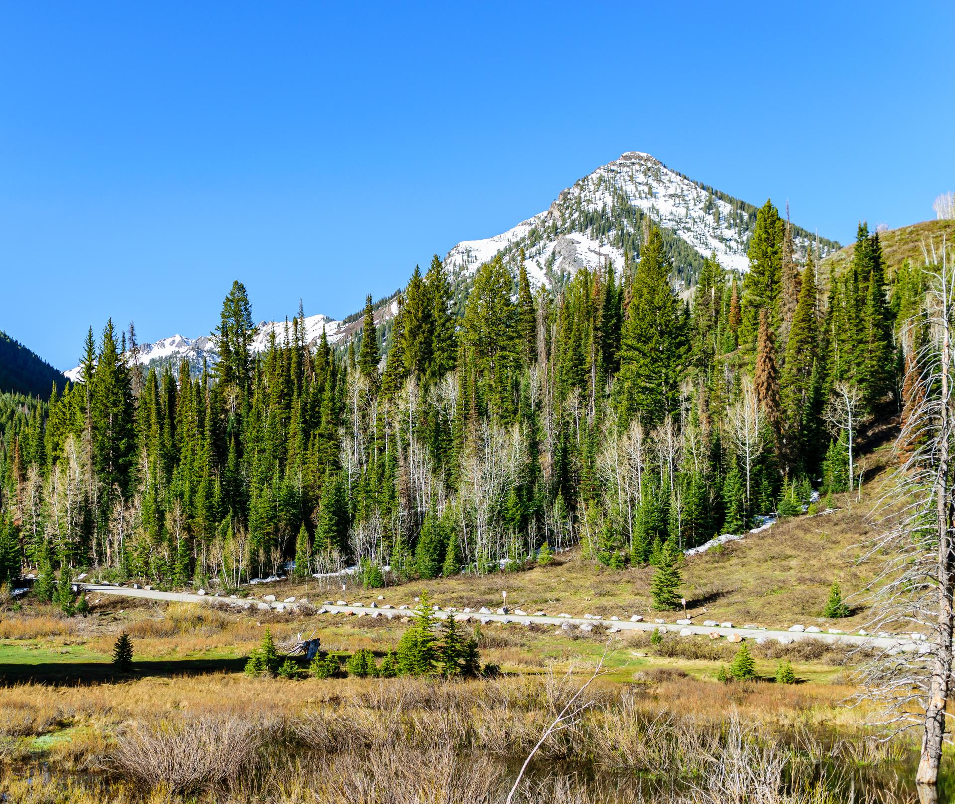 Snow-capped mountain peak rises above a dense forest under a clear blue sky.