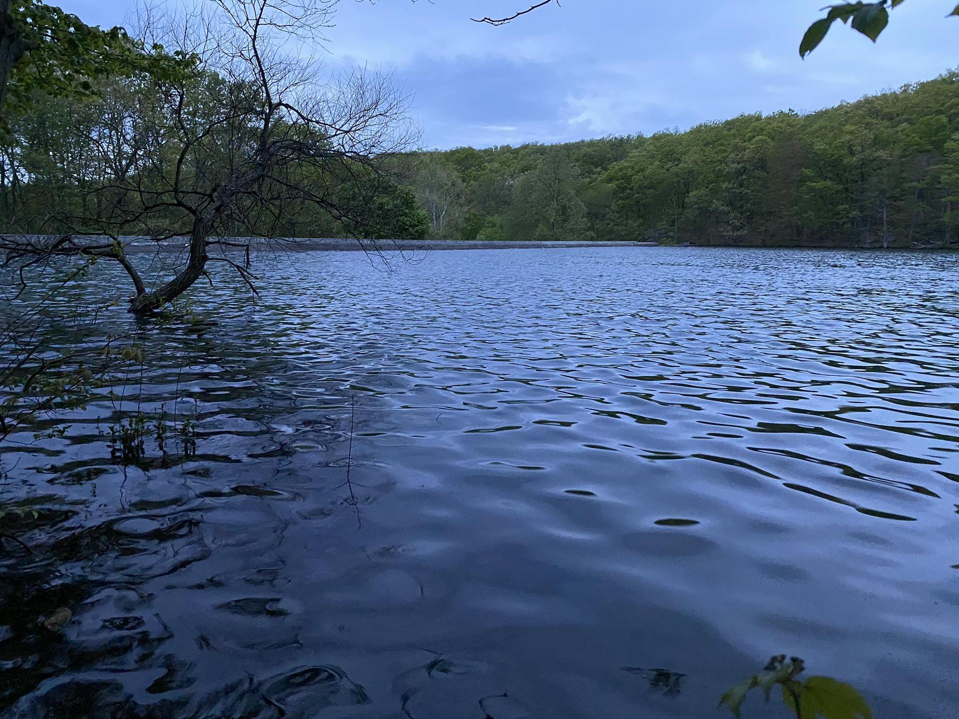 Calm lake with a partially submerged tree and forested hills under an overcast sky.