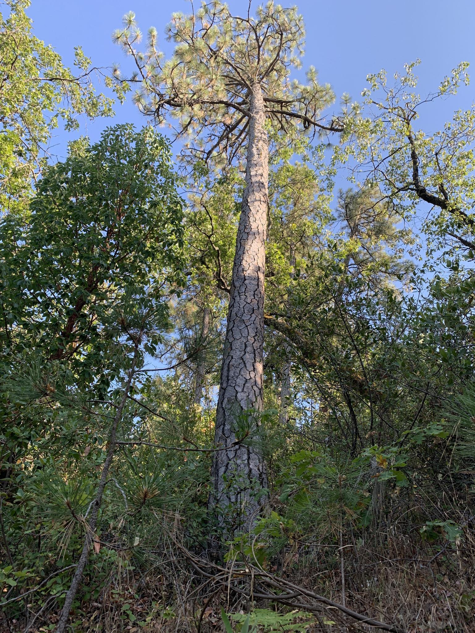 Looking up at a tall, textured pine tree in a sunlit forest.
