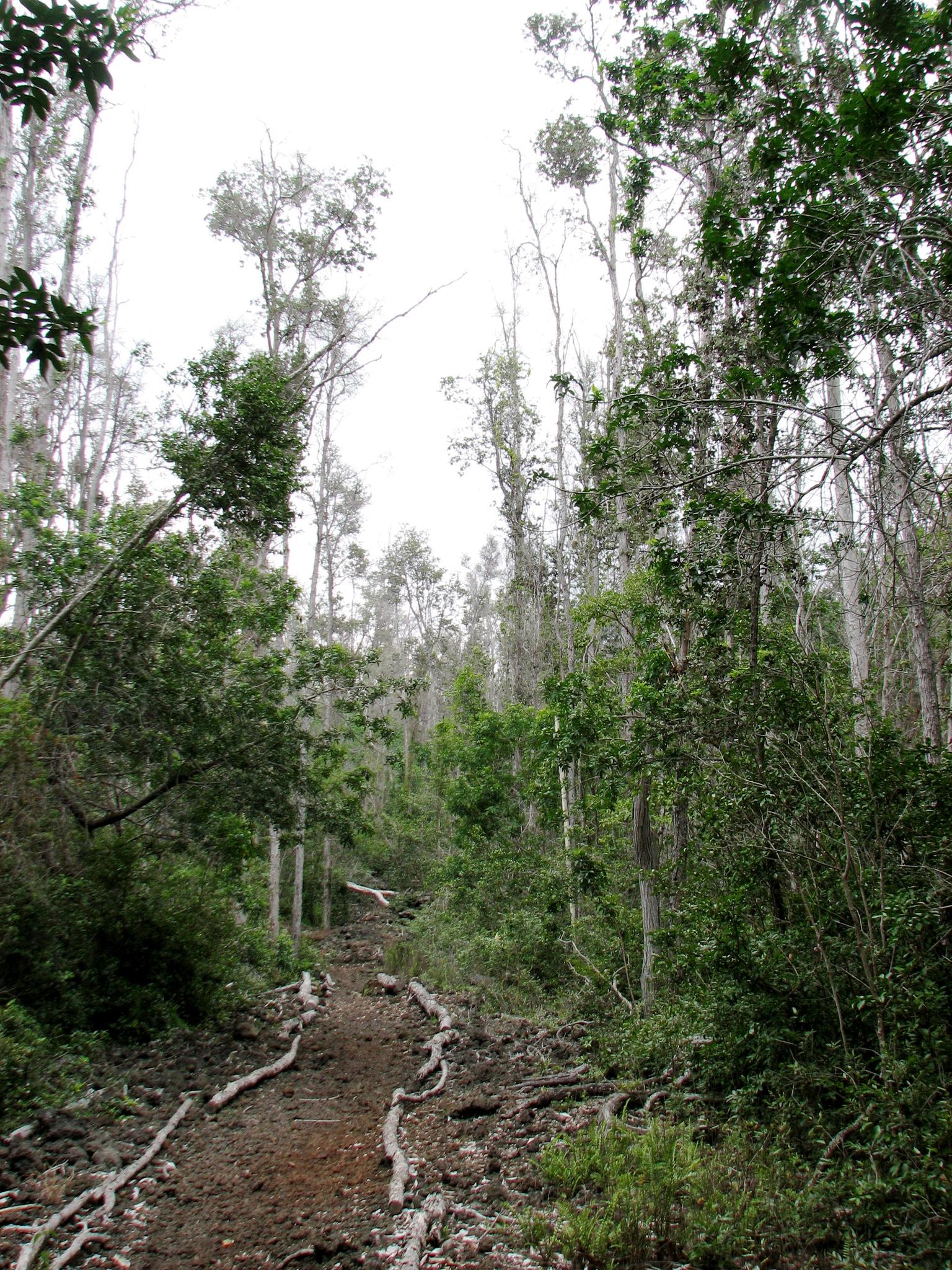 A dirt path through a sparse forest with tall trees under a bright sky.