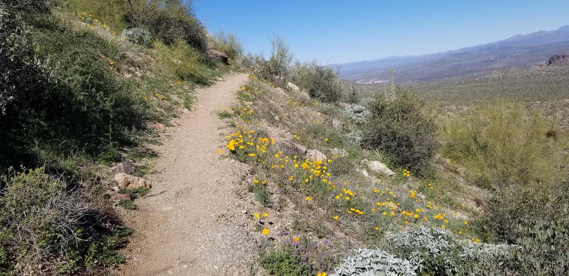 A sunny dirt trail winding through desert wildflowers and brush, with mountains in distance.