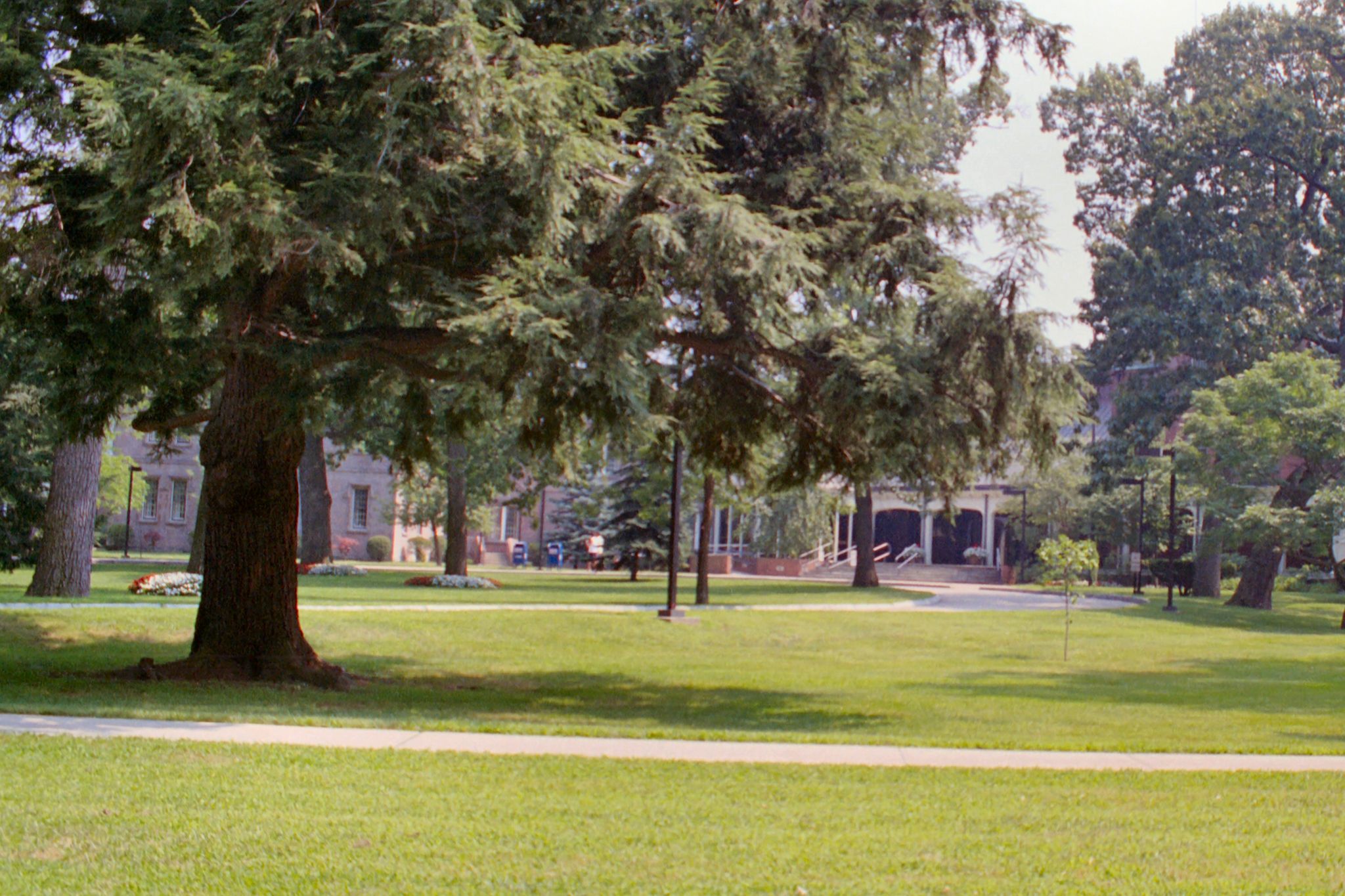 A large evergreen tree stands on a sunny green lawn with distant buildings. - Blackstone and Seekonk River Loop