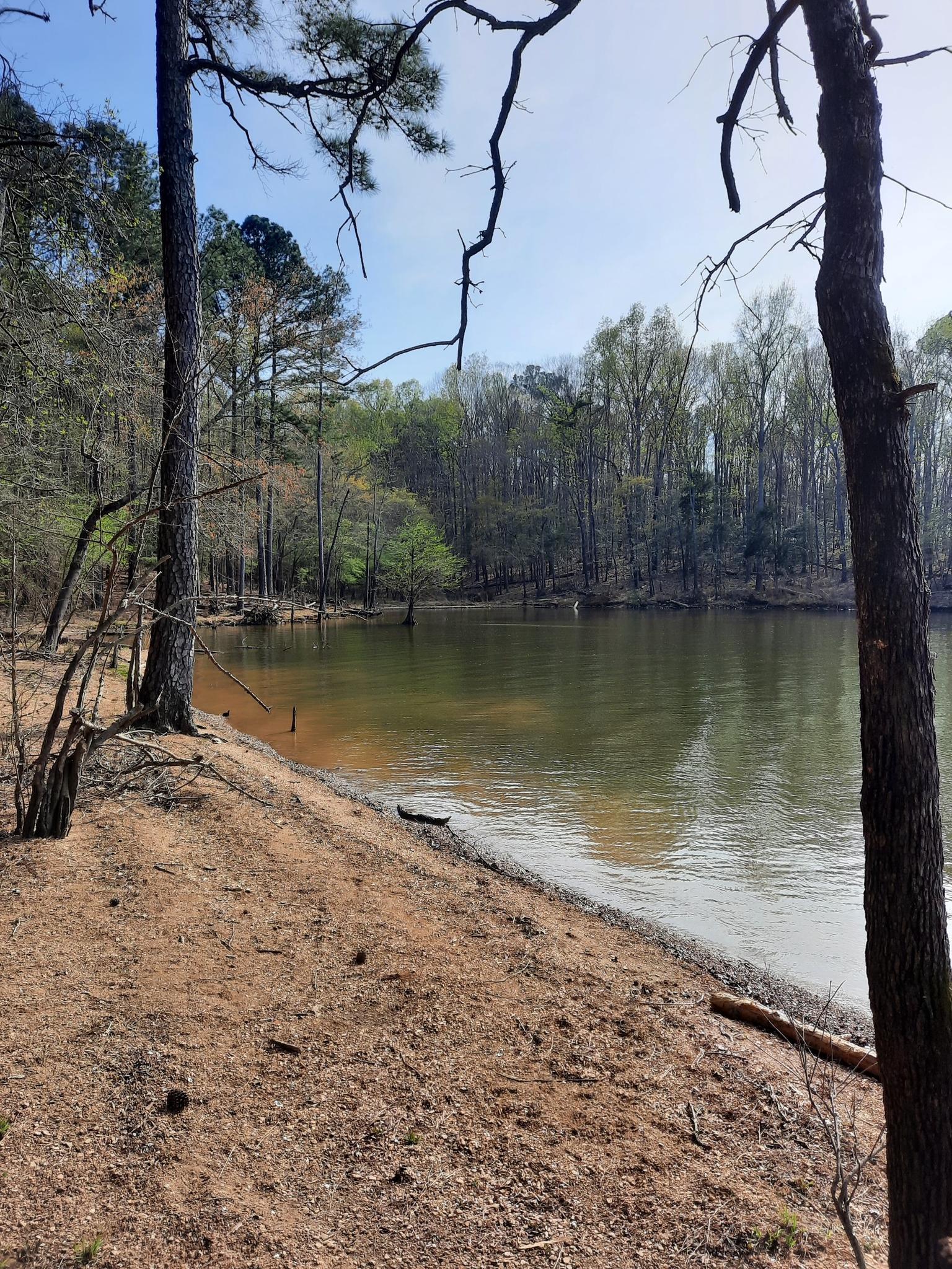 A calm lake with sandy banks and a dense forest in bright daylight.