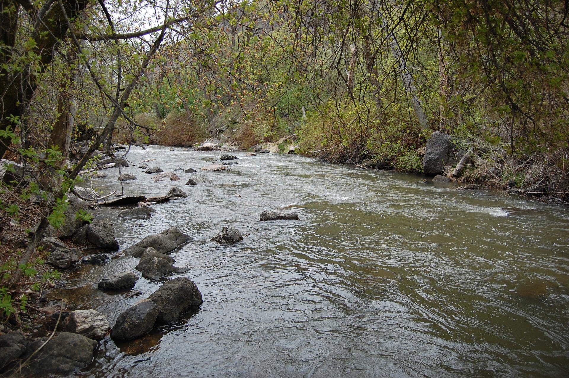 A rocky river flows through a lush, green forest on an overcast day.