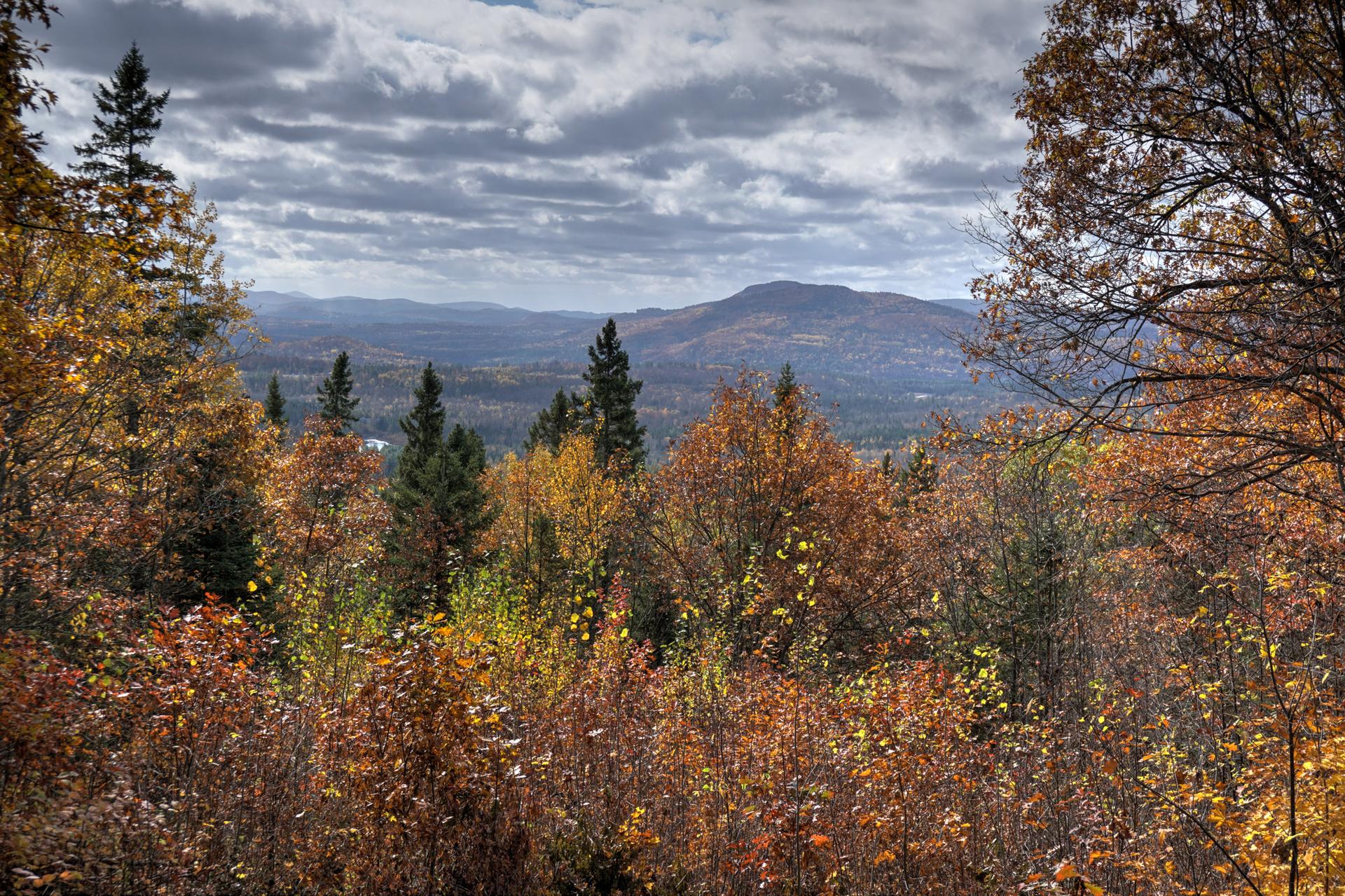 Autumn forest with vibrant fall colors under a cloudy sky, mountains in distance.