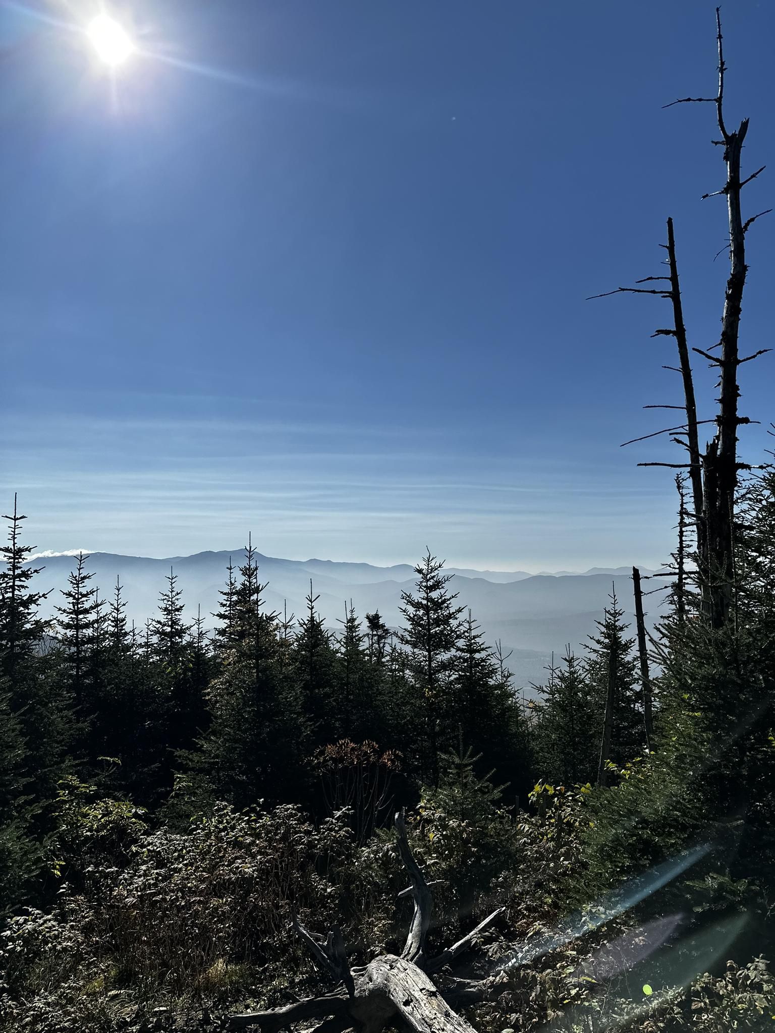 Sunny mountain view over hazy peaks with evergreen trees in foreground. - Starr King Trail