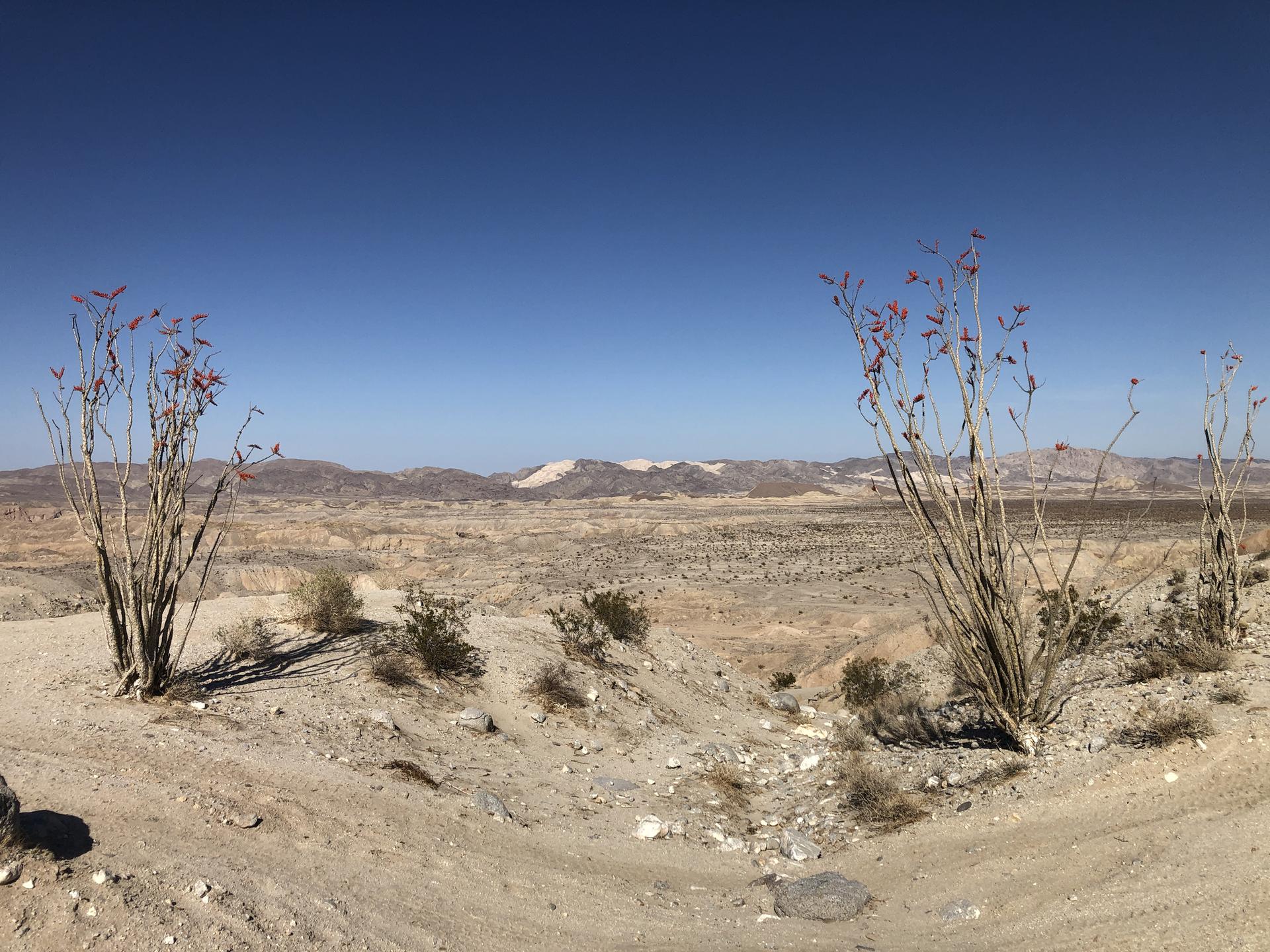 Arid desert landscape with sparse ocotillo plants under a clear blue sky.