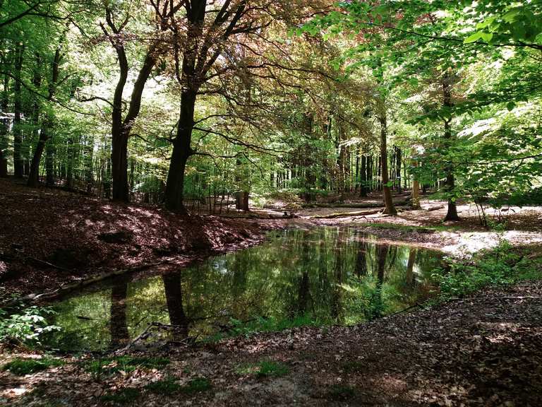 Der Grüne Teich Wanderungen und Rundwege komoot