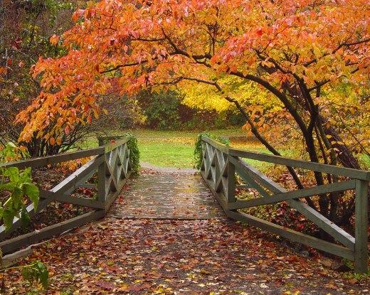 Wooden bridge over a path with vibrant autumn trees and fallen leaves.