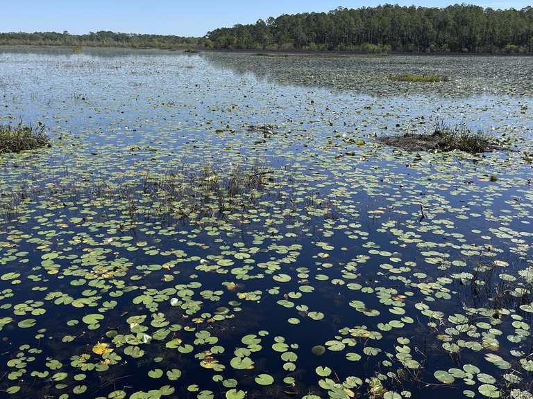 Pond Boardwalk Wanderungen und Rundwege komoot