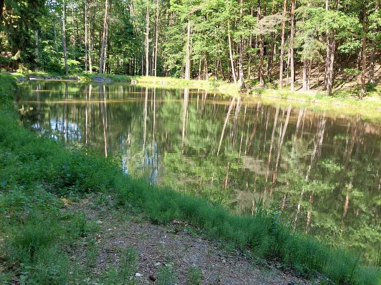 Waldteich mit Seerosen Radtouren und Radwege komoot