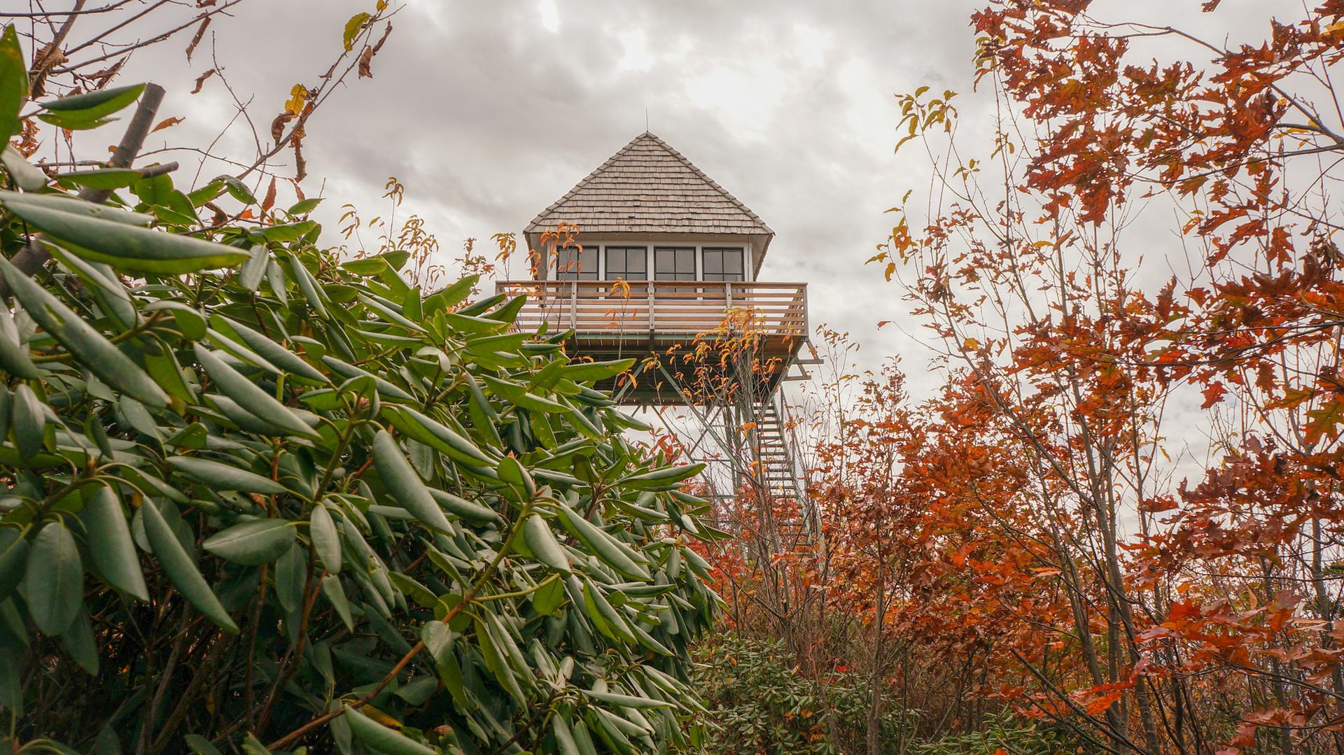 Fire lookout tower visible through autumn leaves under a cloudy sky.
