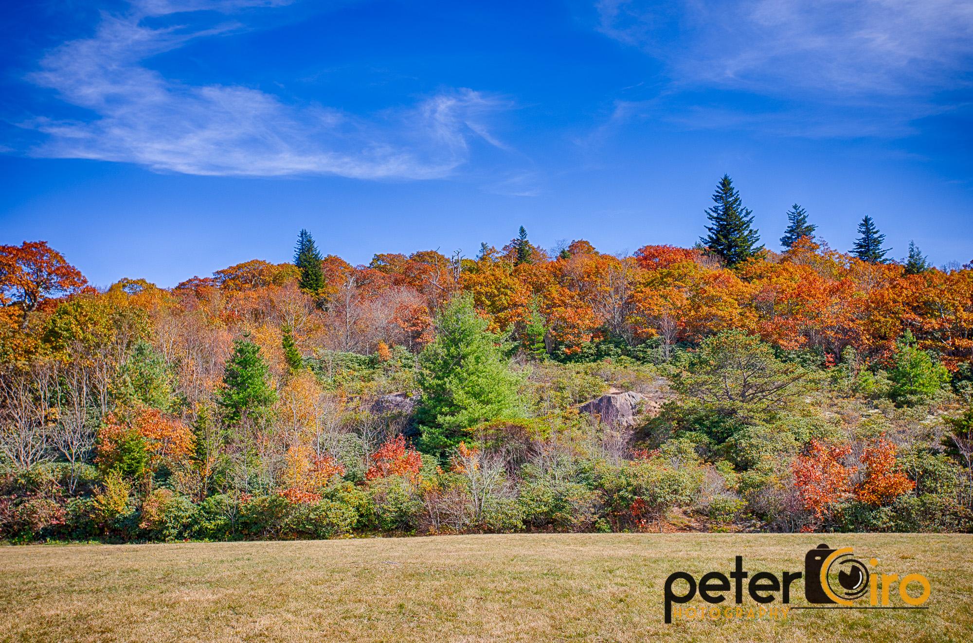 A hillside covered in vibrant autumn trees and green grass under a blue sky.
