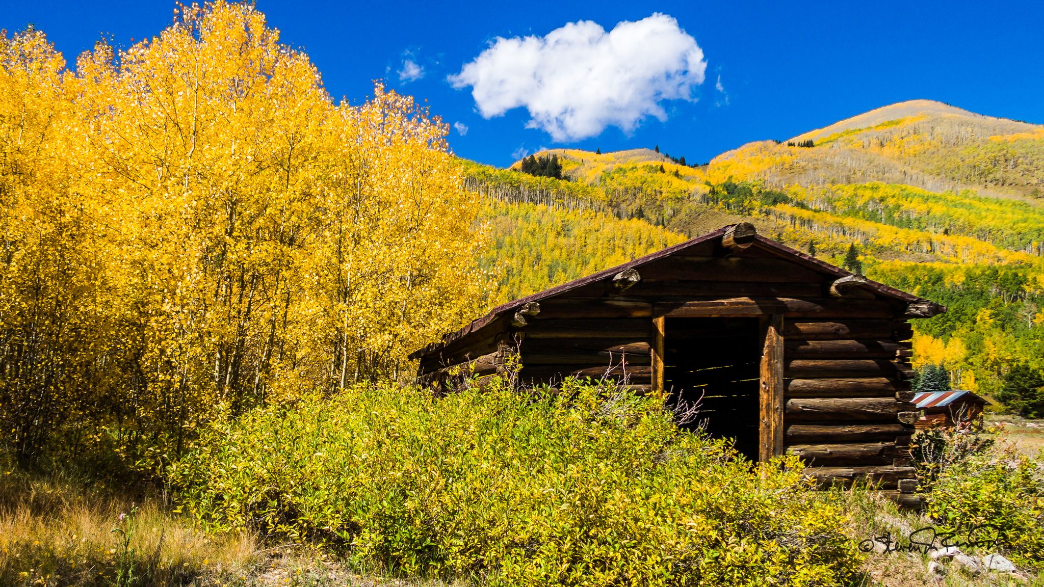 Rustic log cabin nestled among brilliant yellow autumn trees on a sunny day. - Ashcroft Ghost Town via Castle Creek Road